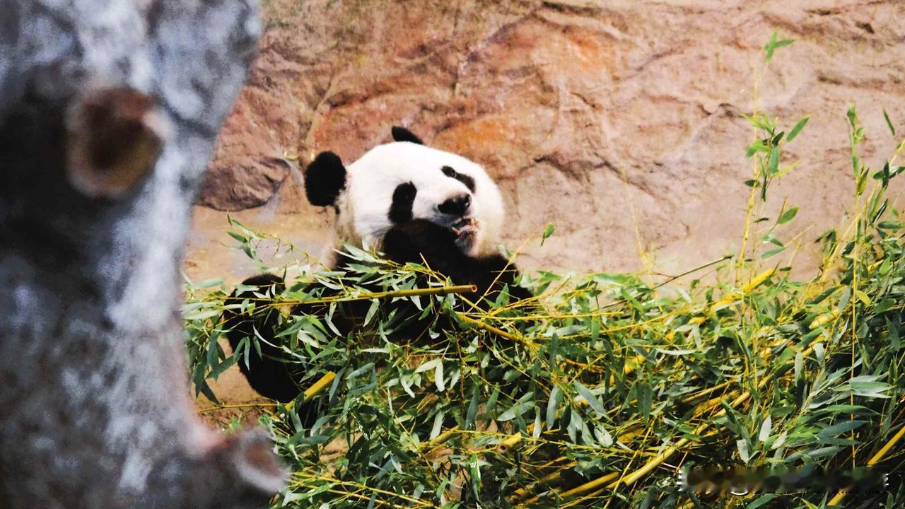 芬兰大熊猫回国后续:艾赫泰里动物园因游客减少、新冠疫情影响及大熊猫高昂维护费陷入