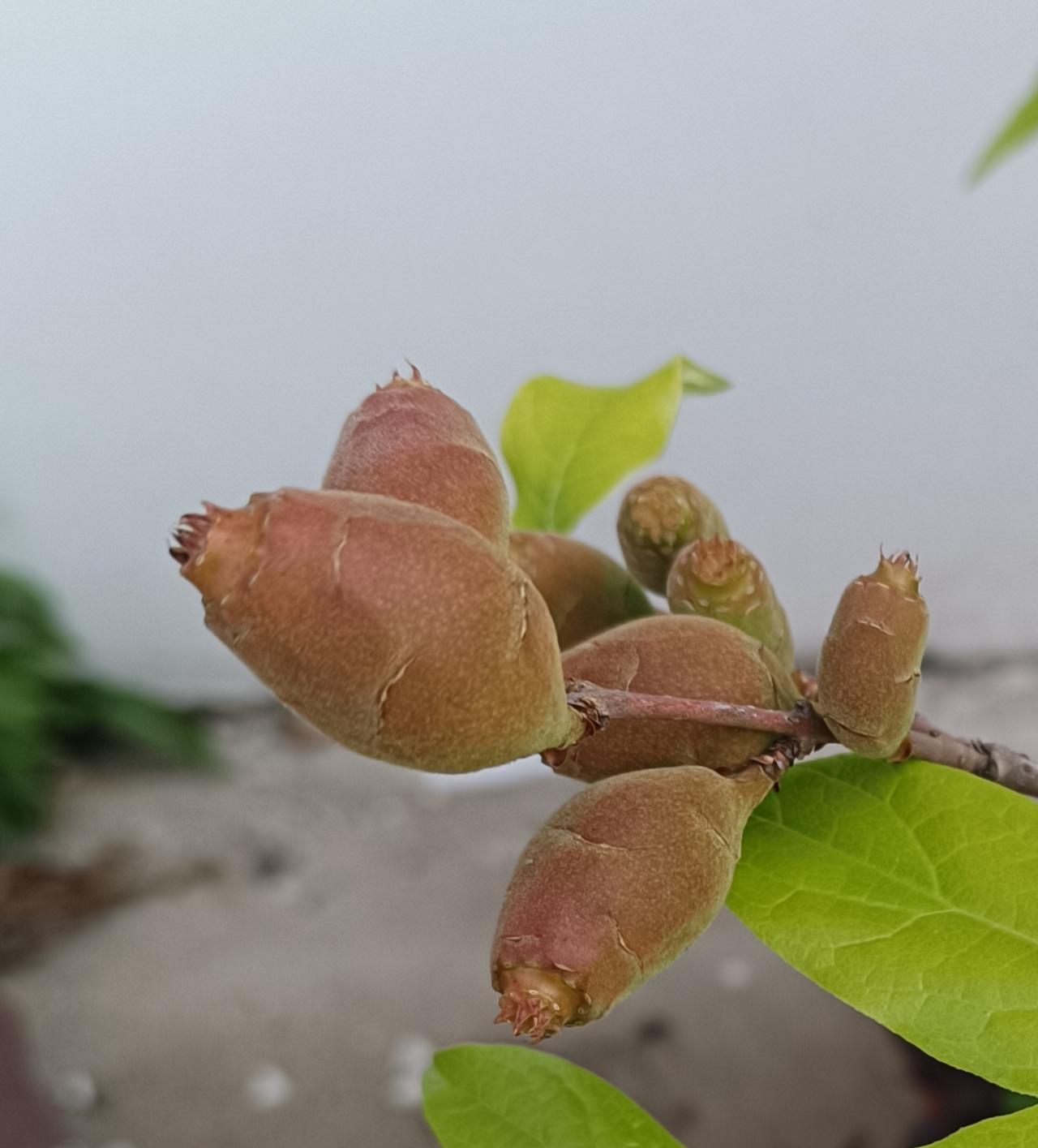 这个果实有认识的吗？
它过完年就开始长果实了，
纯天然，没有大棚房。
您能认出是