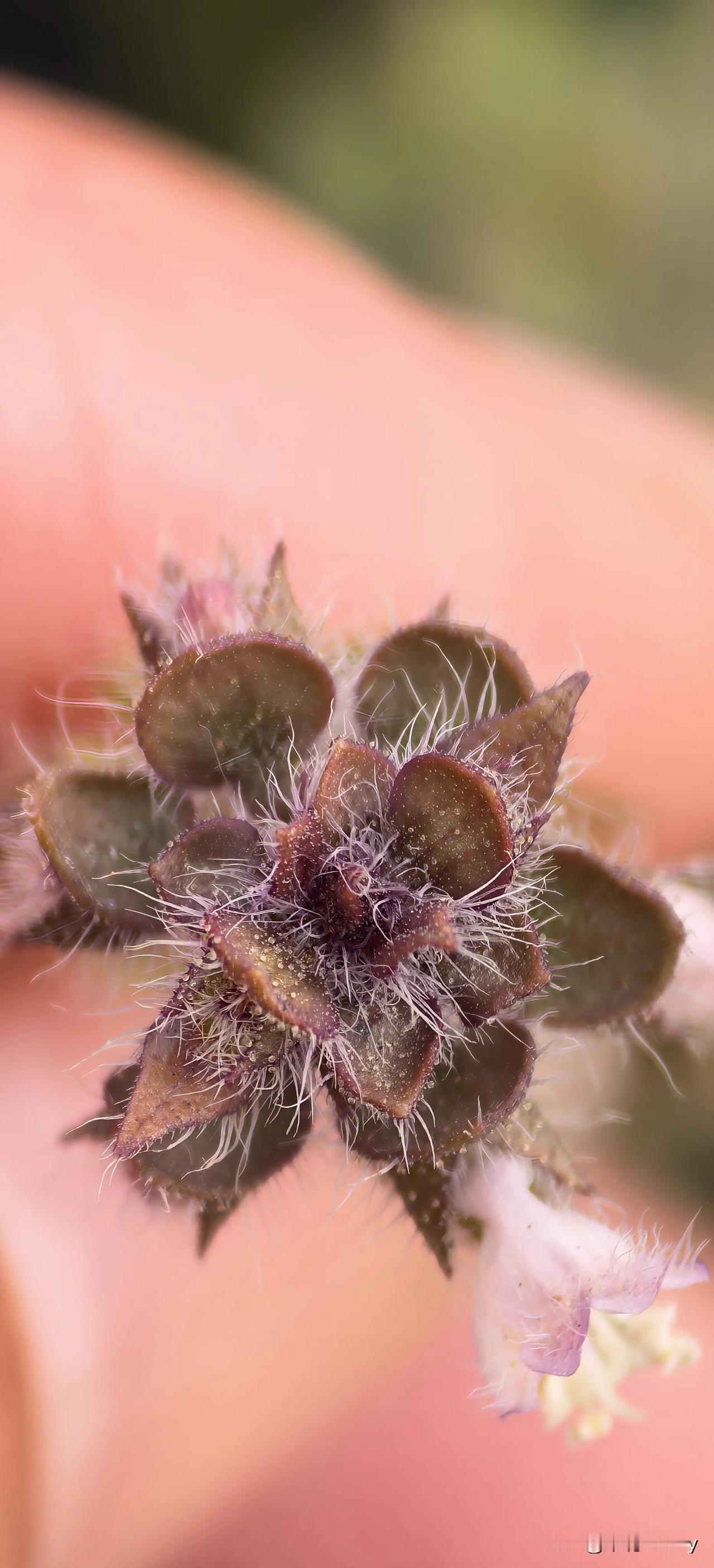 微距拍摄的戈壁植物
图1-2：硬毛兔唇花 | 微距下的惊艳，层层苞片上布满了银白