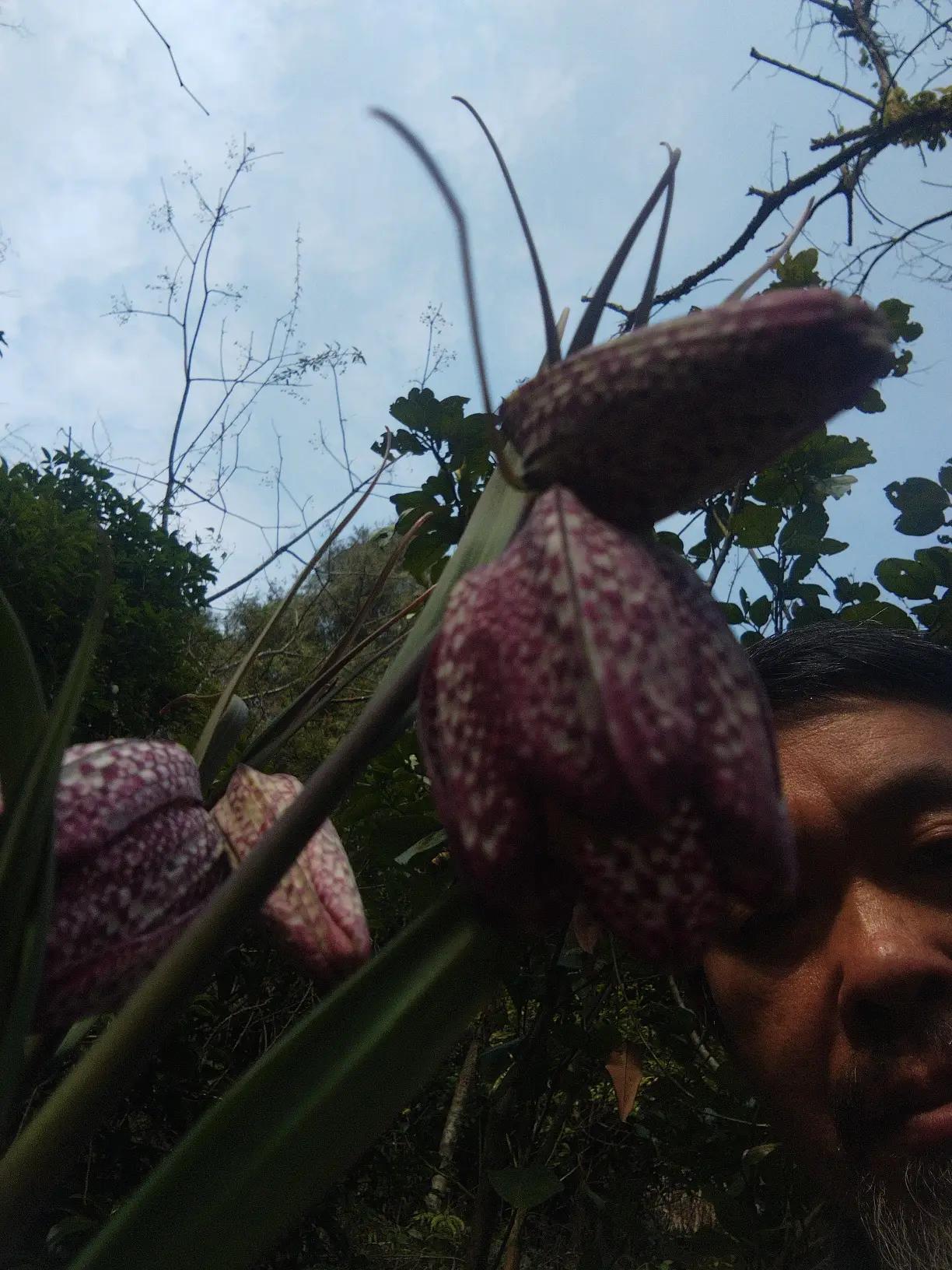 上午好！人间风雪万重山，人人见面问早安！
千山万水总是情，
鲜花盛开好心情。
男