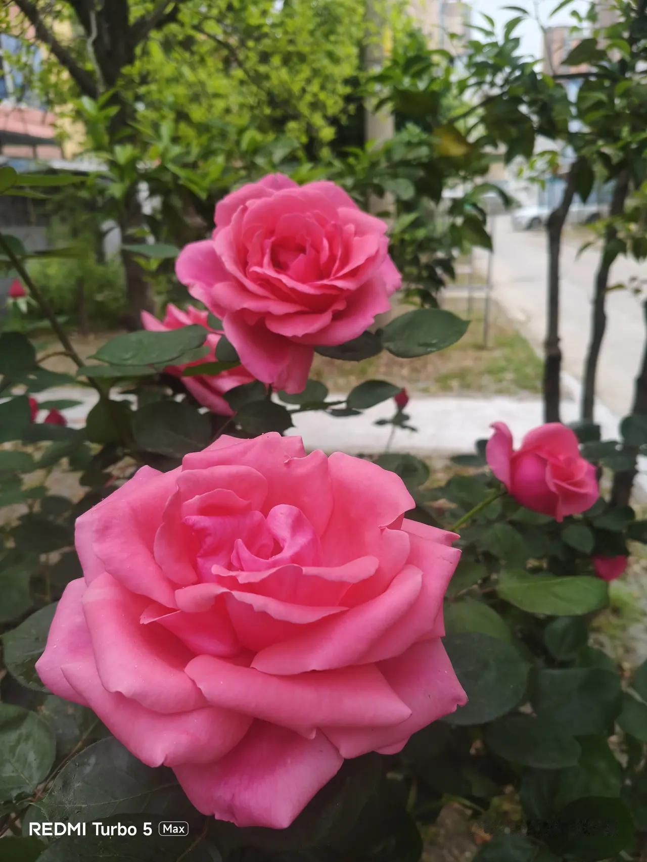 不必弯腰的底气

去年深秋，我在社区活动中心遇见张阿姨。她正弯腰给花坛里的月季修