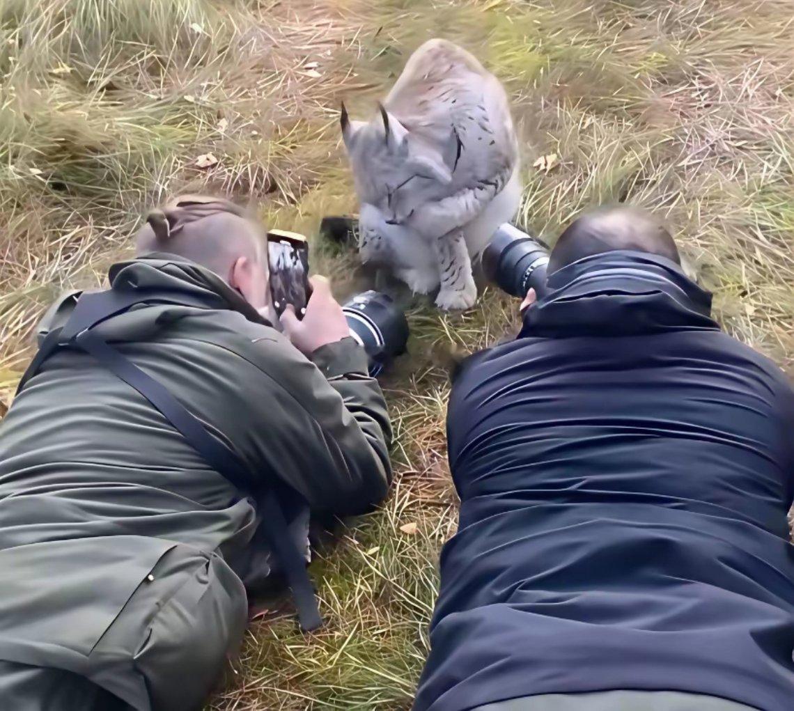 不就是一只普通的宠物猫吗？这些摄影师真费心了。 