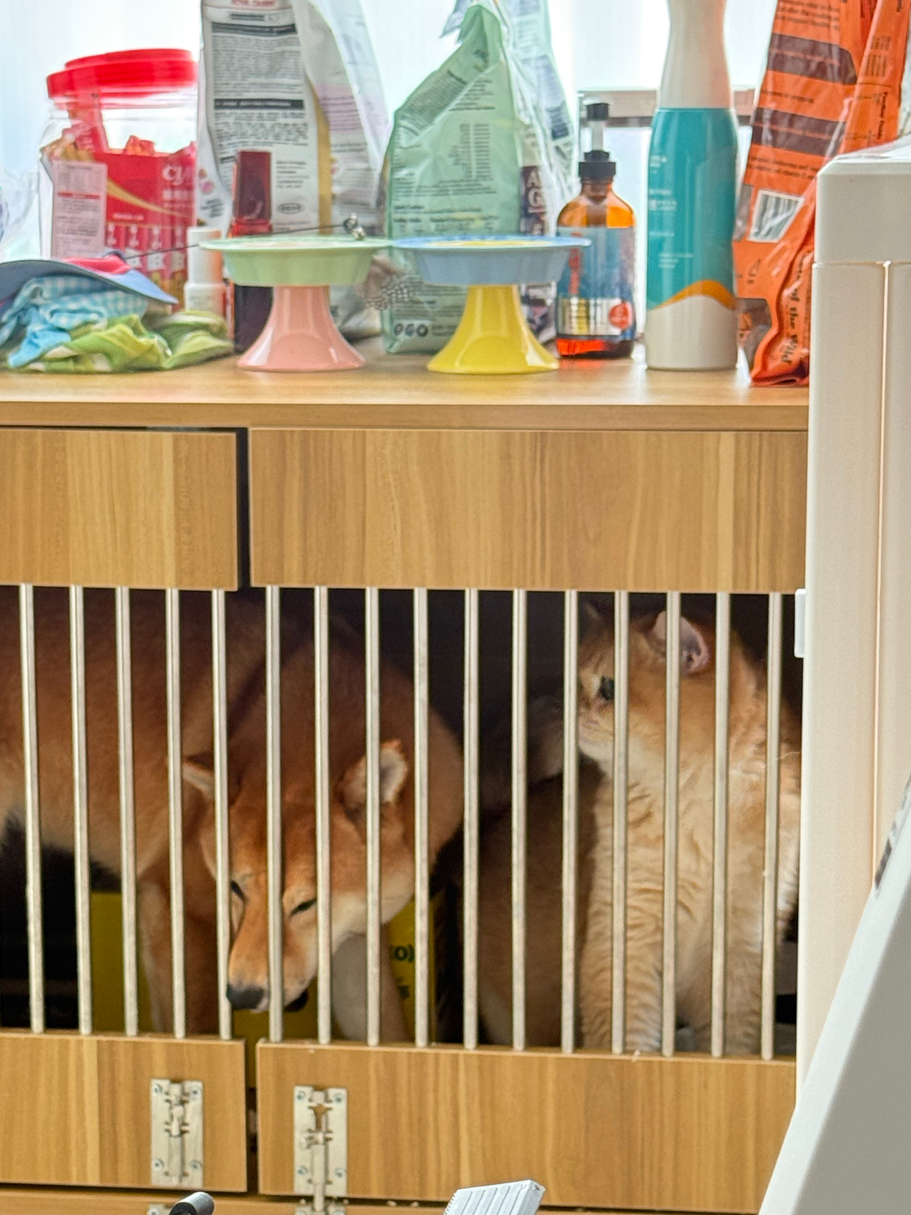 没有孩子也能当妈。🐕🐈 ​​​