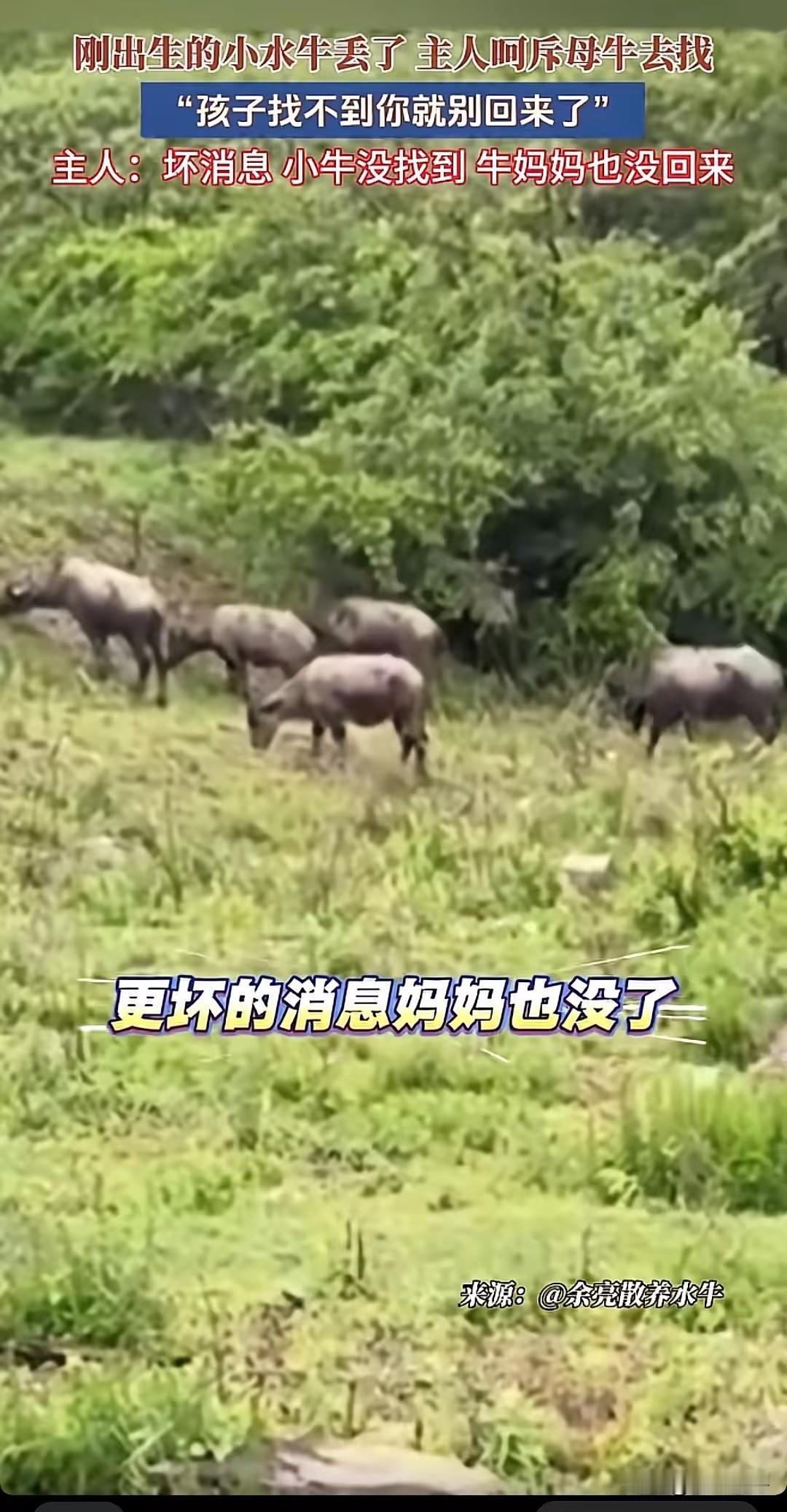 彻底解释不清了！

4月28日安徽，一头母牛把刚生下的小水牛弄丢了，主人呵斥母牛
