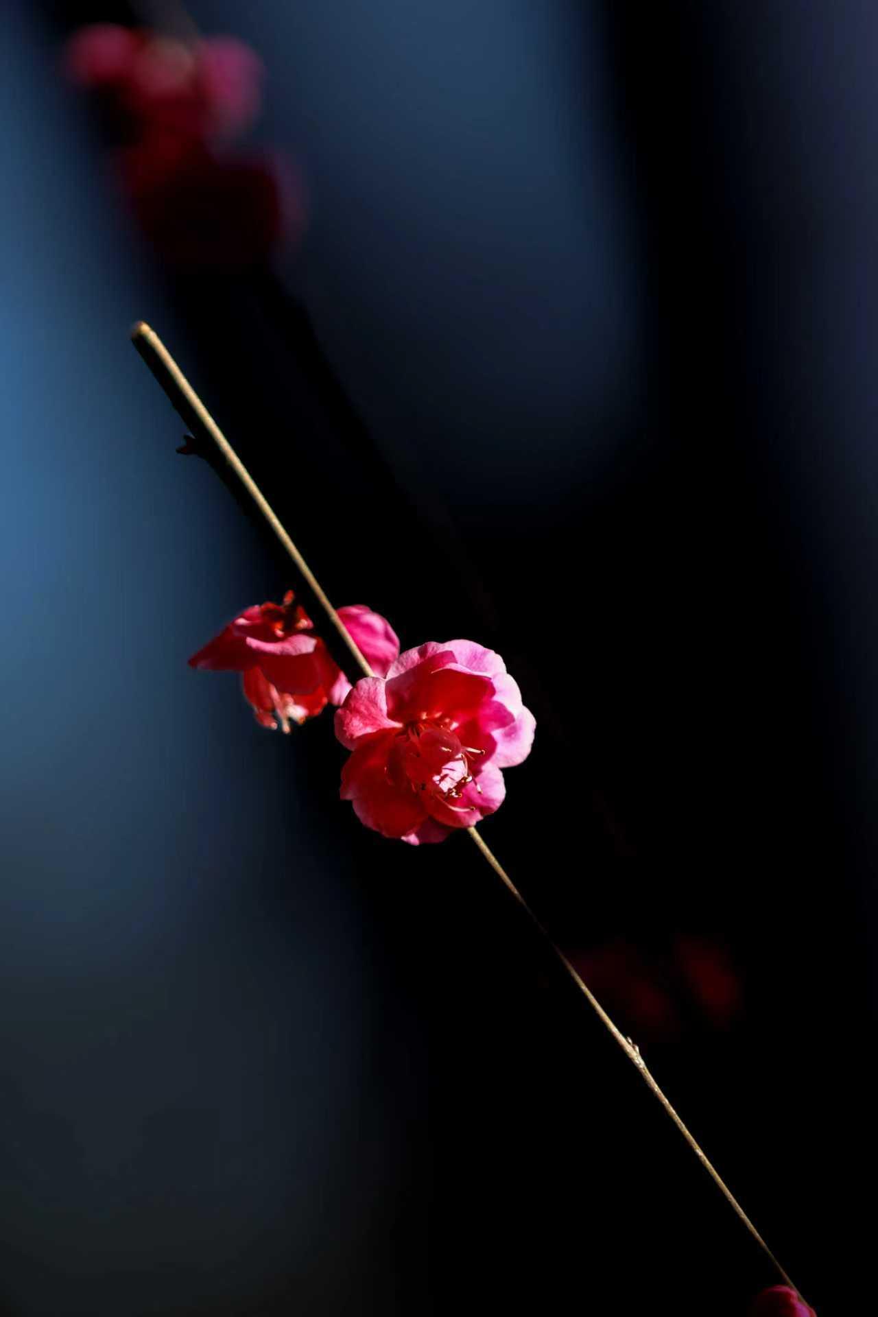 春的召唤

消融瞬间，也是泪别时刻
萌动在内心发芽
无时无刻
淋一场雨
迎一阵风