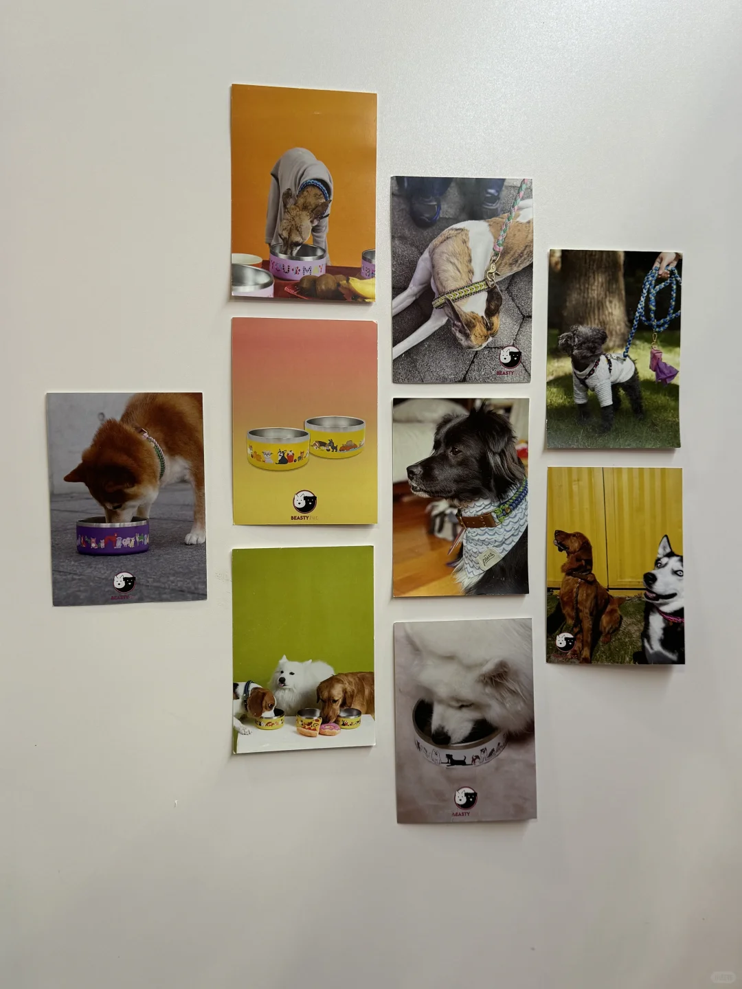 🇸🇬 去宠物展遇到了老朋友