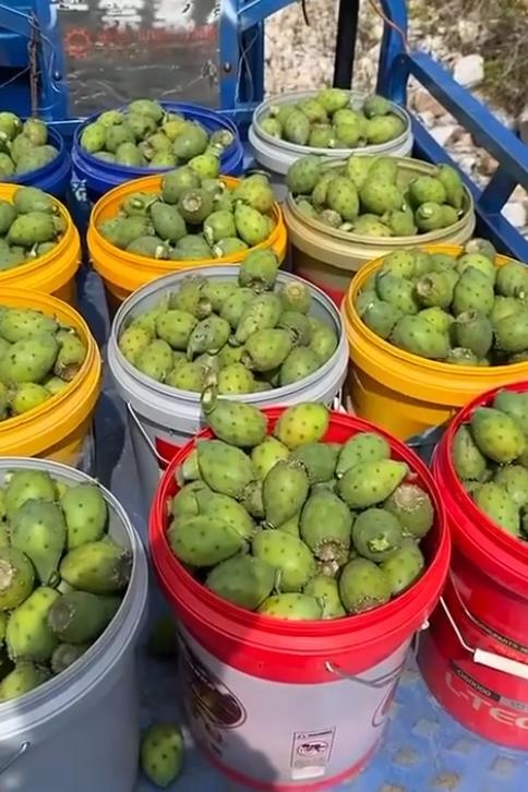 路过集市，一辆车上摆十几桶绿果子，椭圆、浑身细小毛刺，一桶桶码着卖，摊主拿喇叭喊