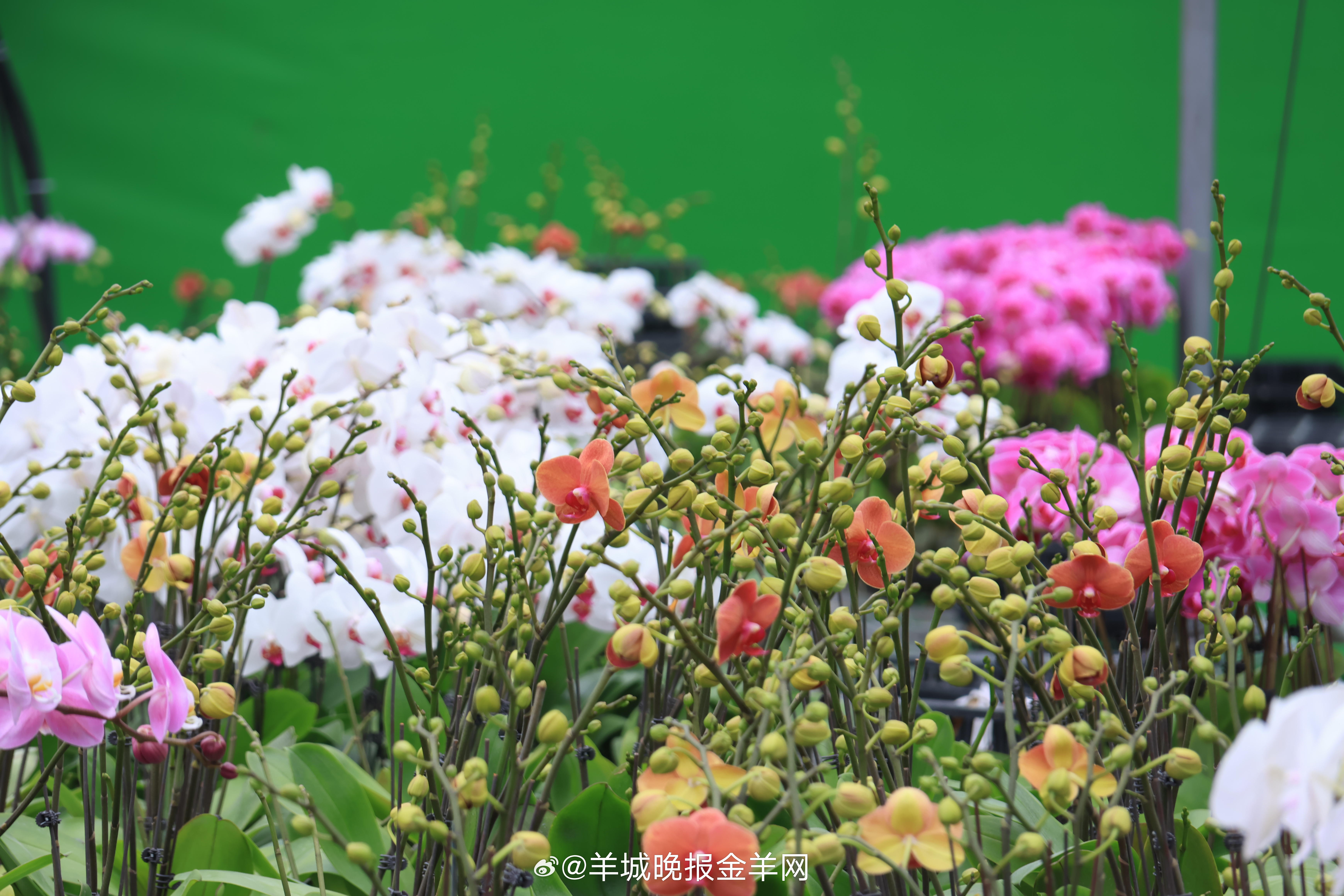 #晚安#这一年，或许你对很多人表达过谢意，但别忘了，最值得感谢的还有你自己。今晚