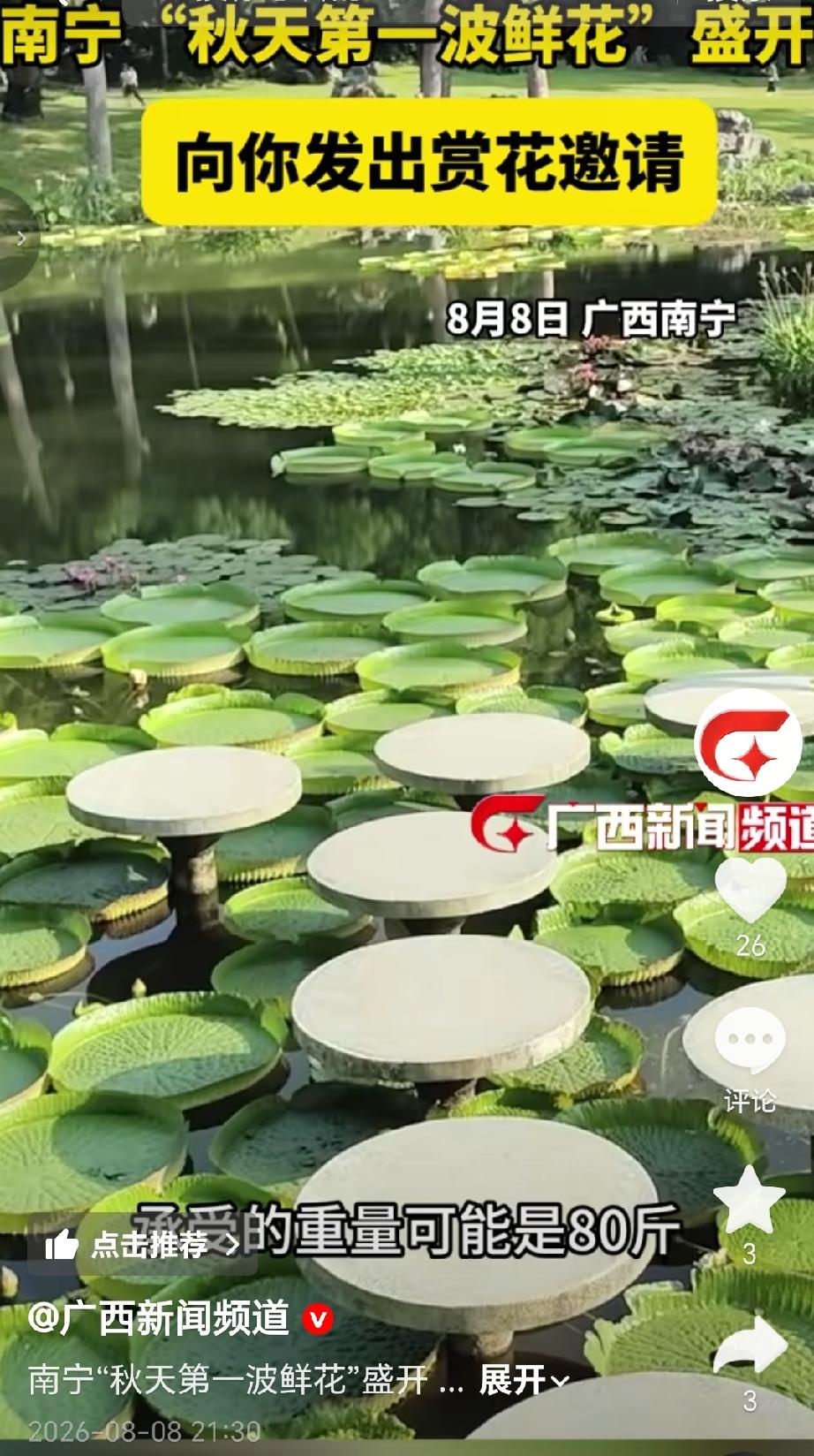 8月8日，广西南宁迎来“秋天第一波鲜花”盛放季，多个公园的特色花卉进入最佳观赏期