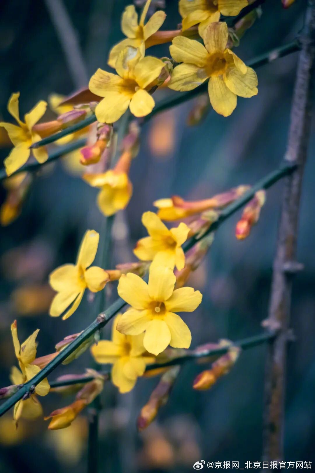 【芬芳！#一到春天北大就成了花园#】#北大春日限定版美景已上线# 春风送暖，万物