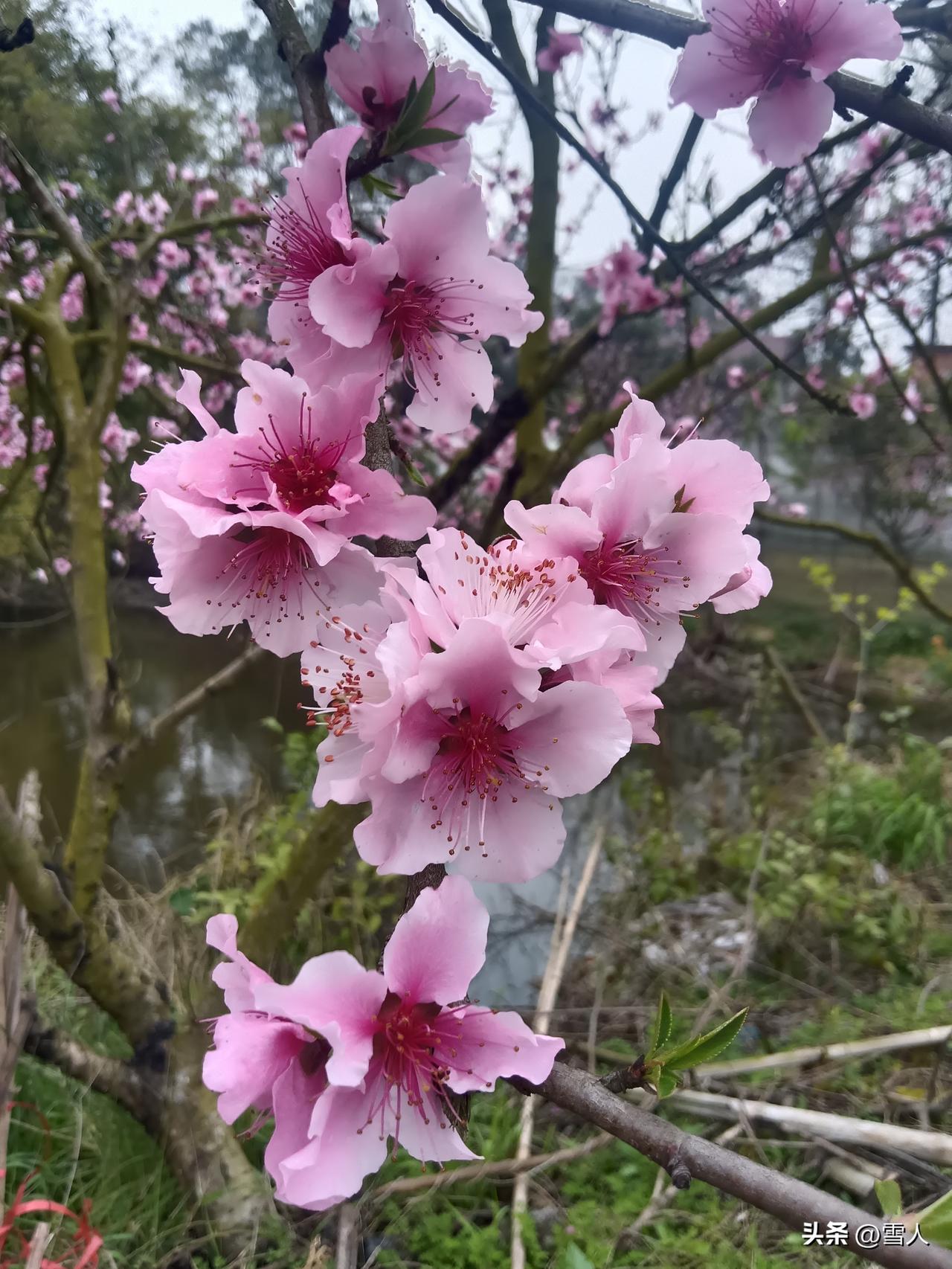 龙抬头赴春光
 春分与龙抬头，在同一天醒来
昼夜平分，天地温柔
风掠过枝头，把新