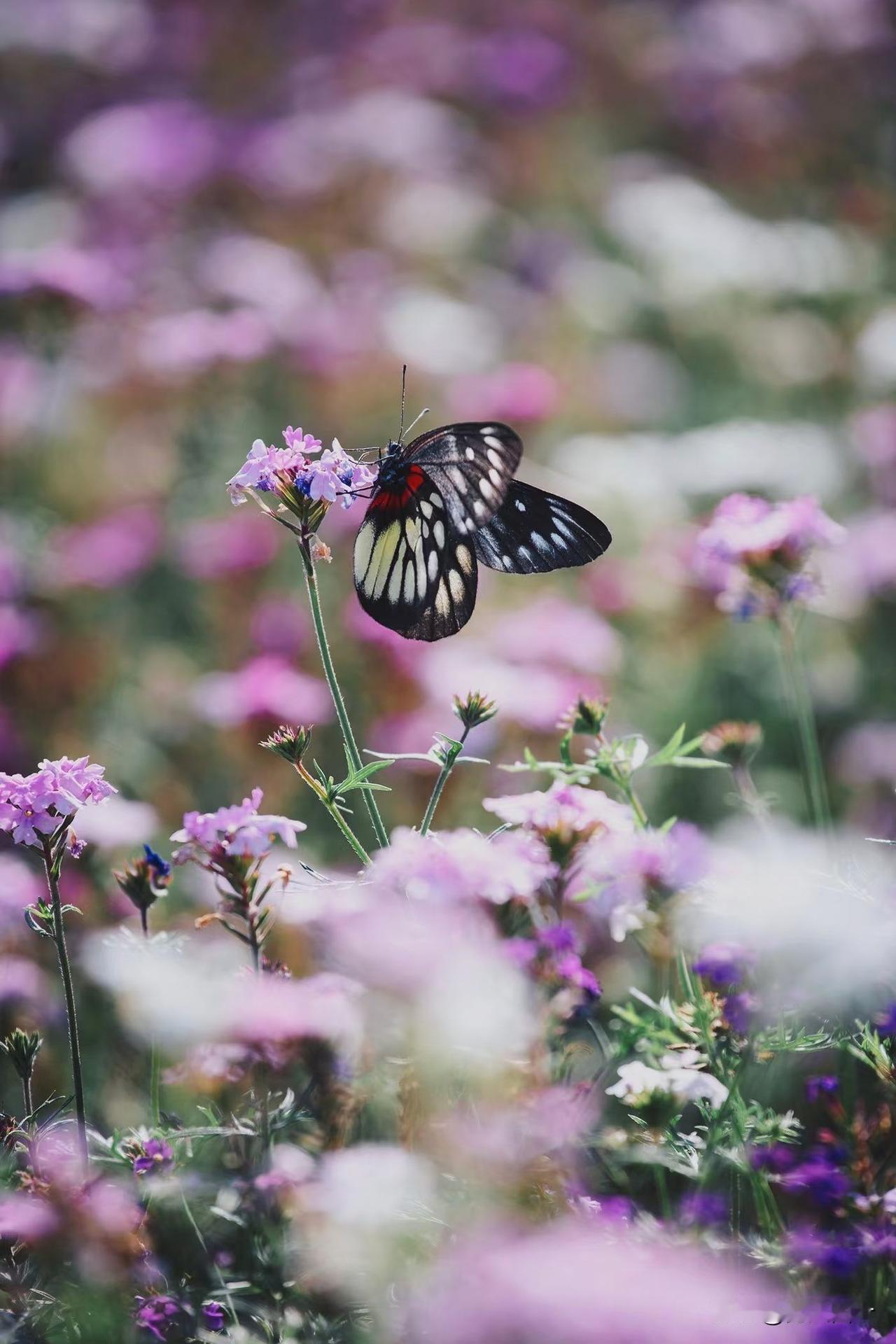 周末公园一囗游，蝴蝶翩翩起舞，花海浪漫绽放。