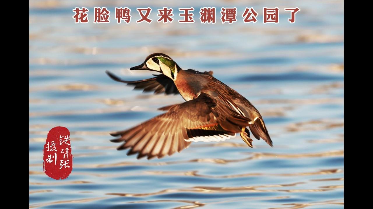 🐦北京玉渊潭的明星鸟又来啦！连续五六年，每年冬天都有一只花脸鸭在玉渊潭公园过冬