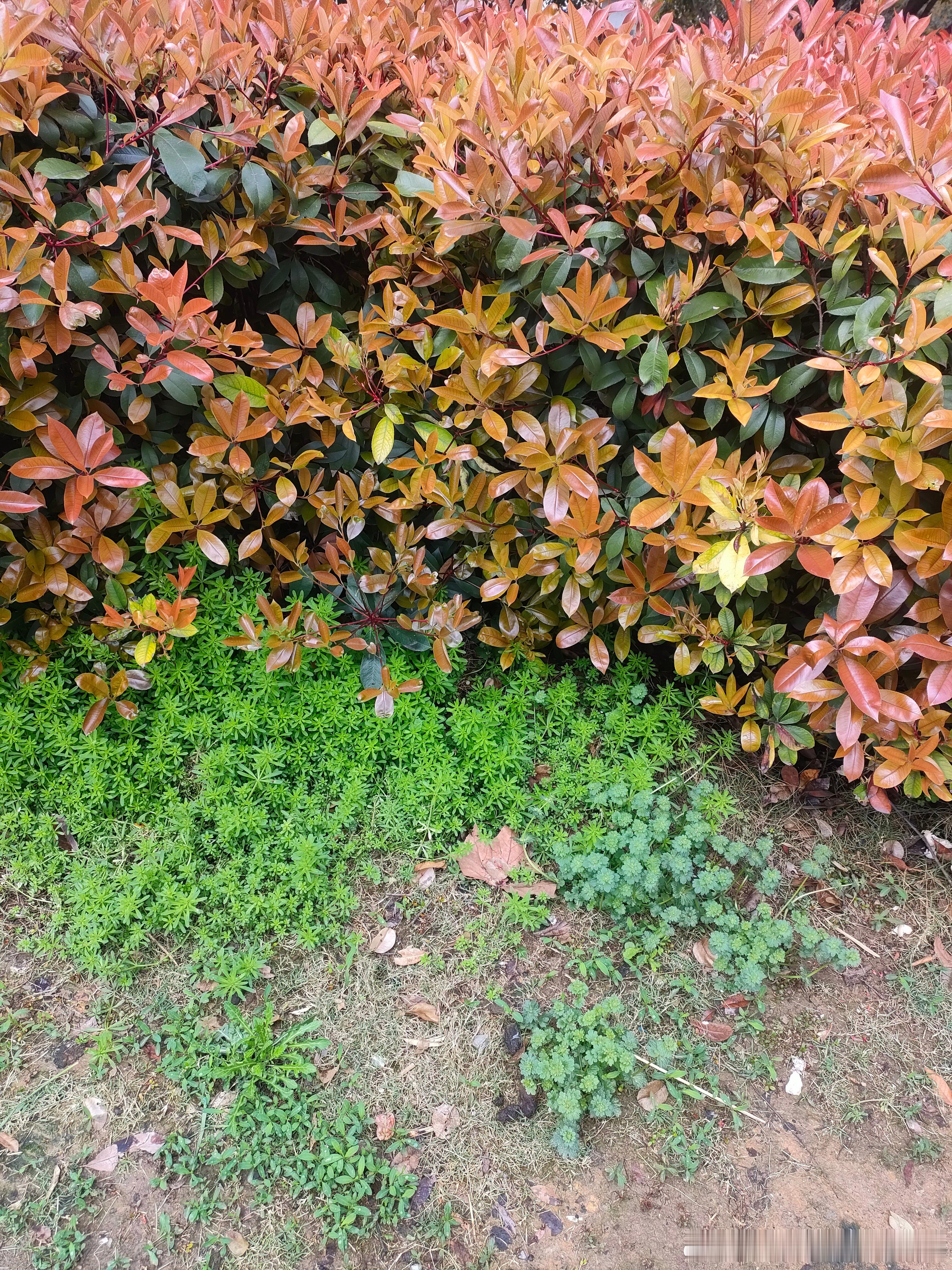 #绿化带马路边的中草药##肥猫的独家绝技实践教学# 昨天去买菜的时候马路边随手一
