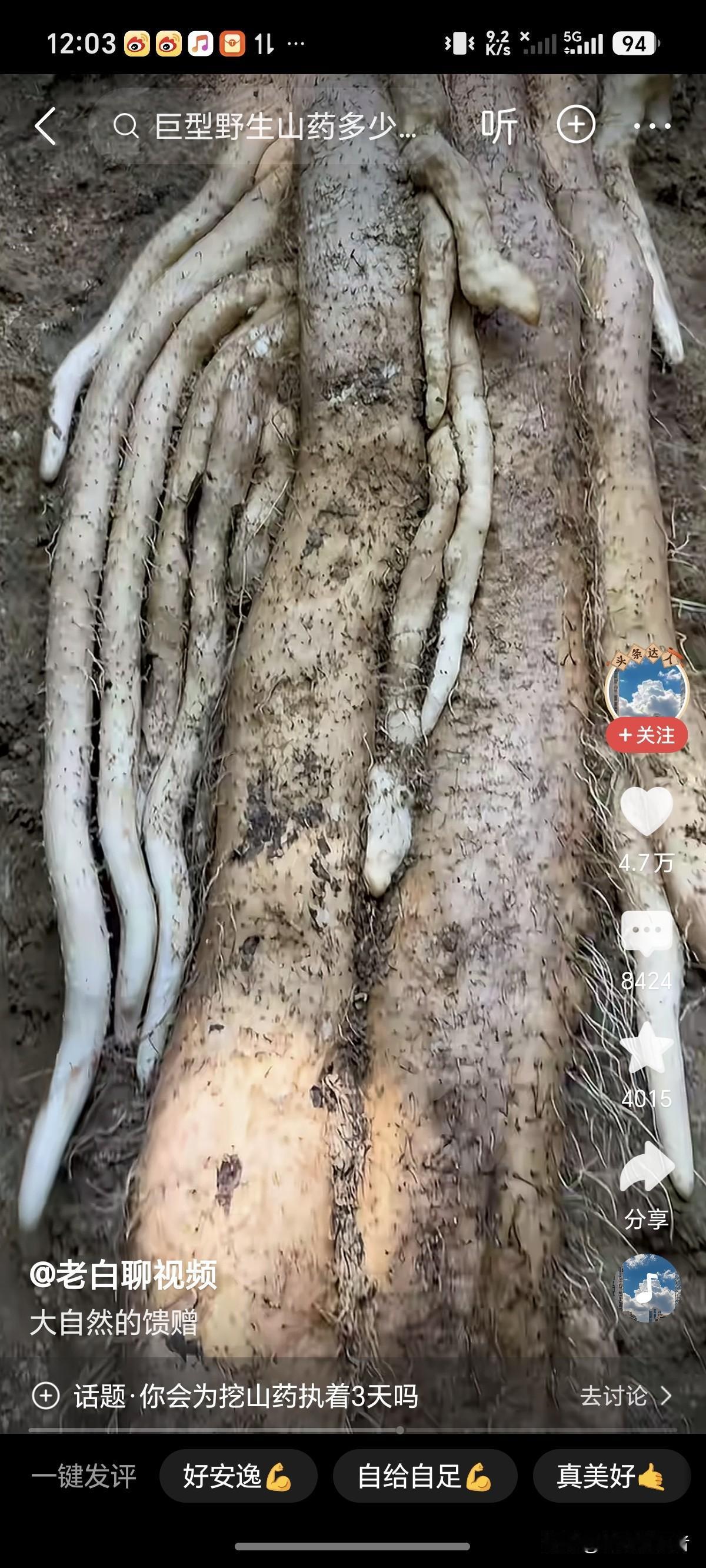 这个挖山药的朋友很有创意，但是我要说的是，希望填平也直播，太危险了，在山区的就懂
