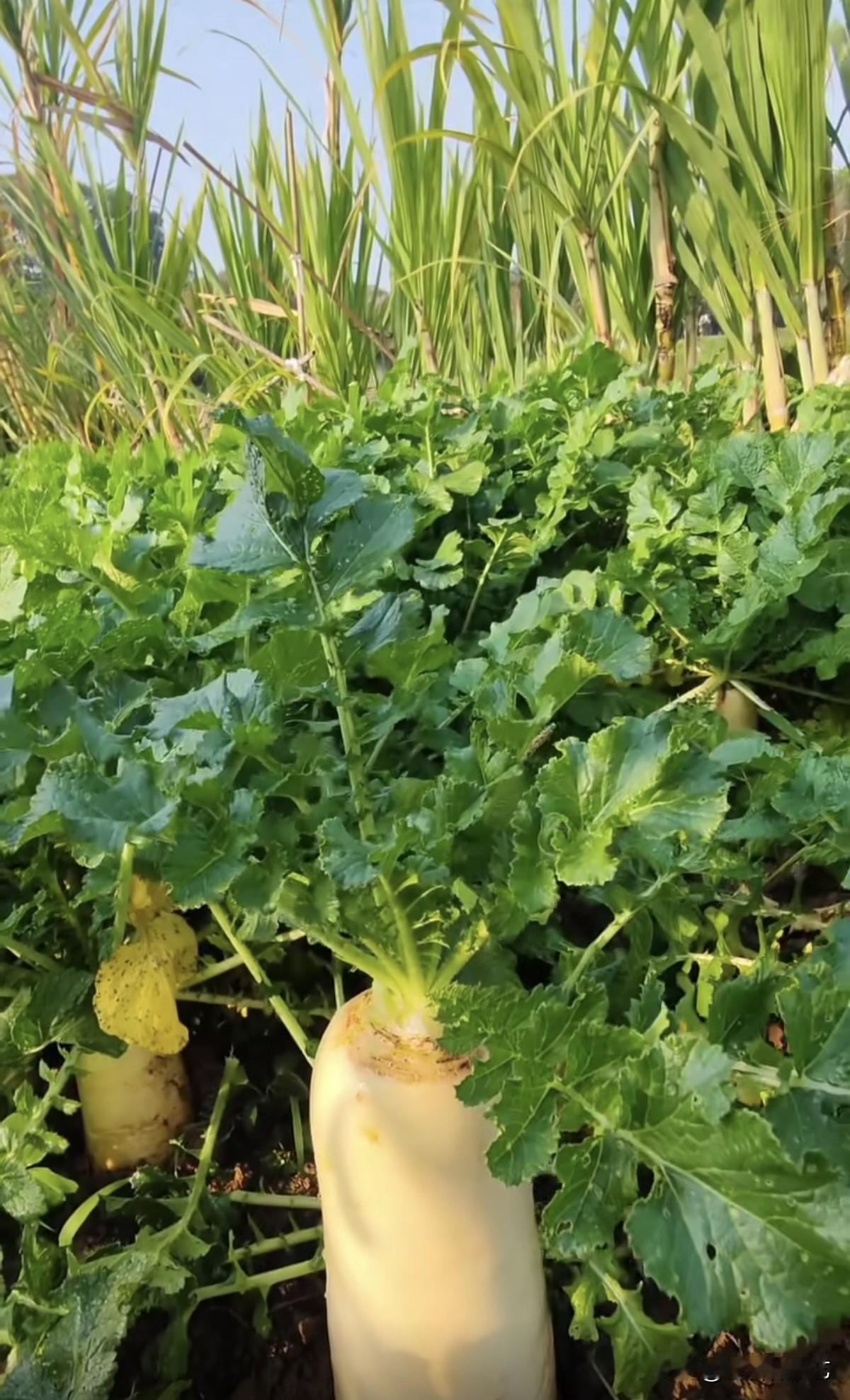 冬日生活打卡季田垄里的大白萝卜冒出土，嫩白身裹着新泥，翠绿菜叶沾着晨露。身后蔗苗