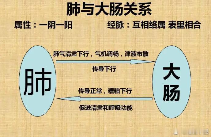 为什么，肺气虚会导致便秘？中医认为：肺与大肠相为表里。肺主宣发肃降，主气司呼吸，