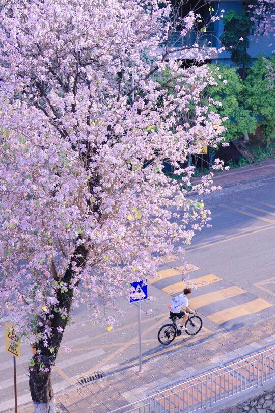 不是武汉杭州！就是广州华农大！