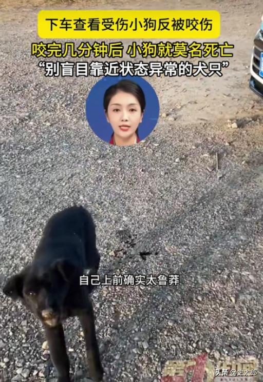 “这下再也不敢摸狗了吧”！天津，一女子开车时看到路边有一条流浪狗状态不好，女子好