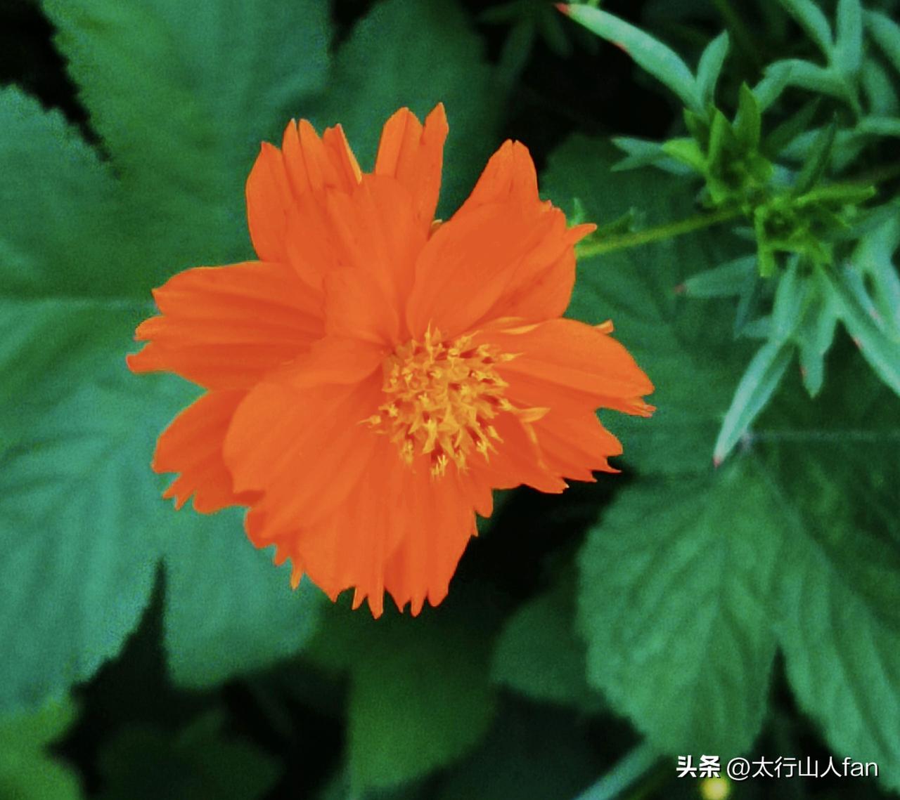 悄然绽放的硫华菊“花海”景致
※硫华菊属菊科秋英属一年生草本植物，别名黄秋英。其
