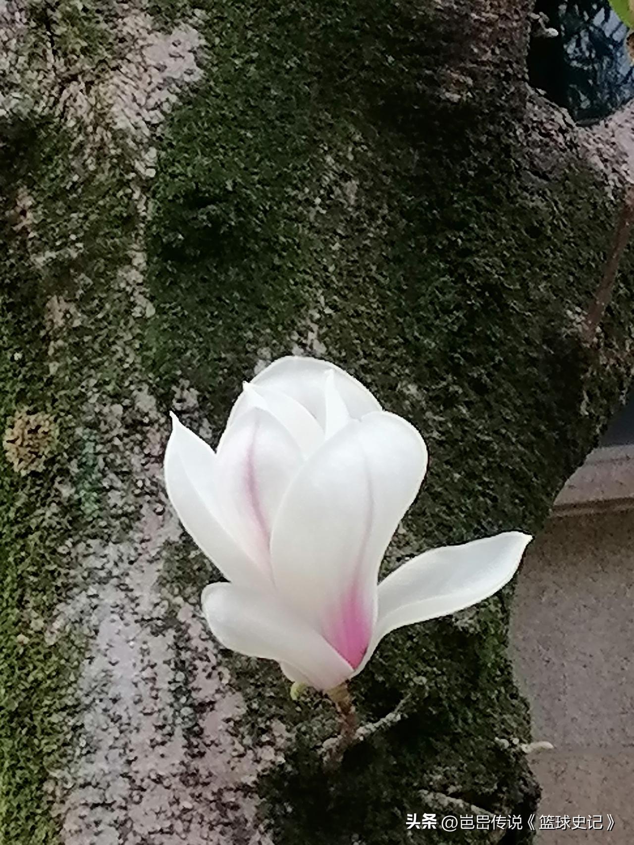 晒晒你随手一拍的花朵