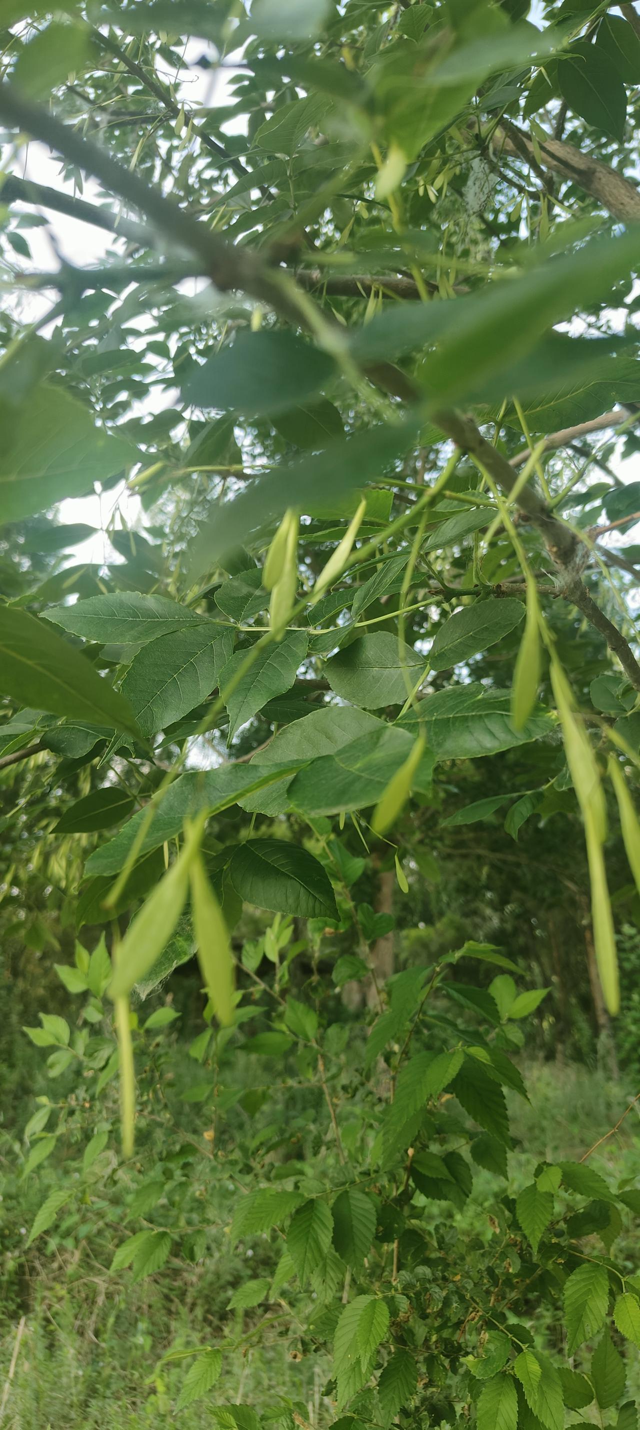 儿时的记忆，一种叫飞刀的树！