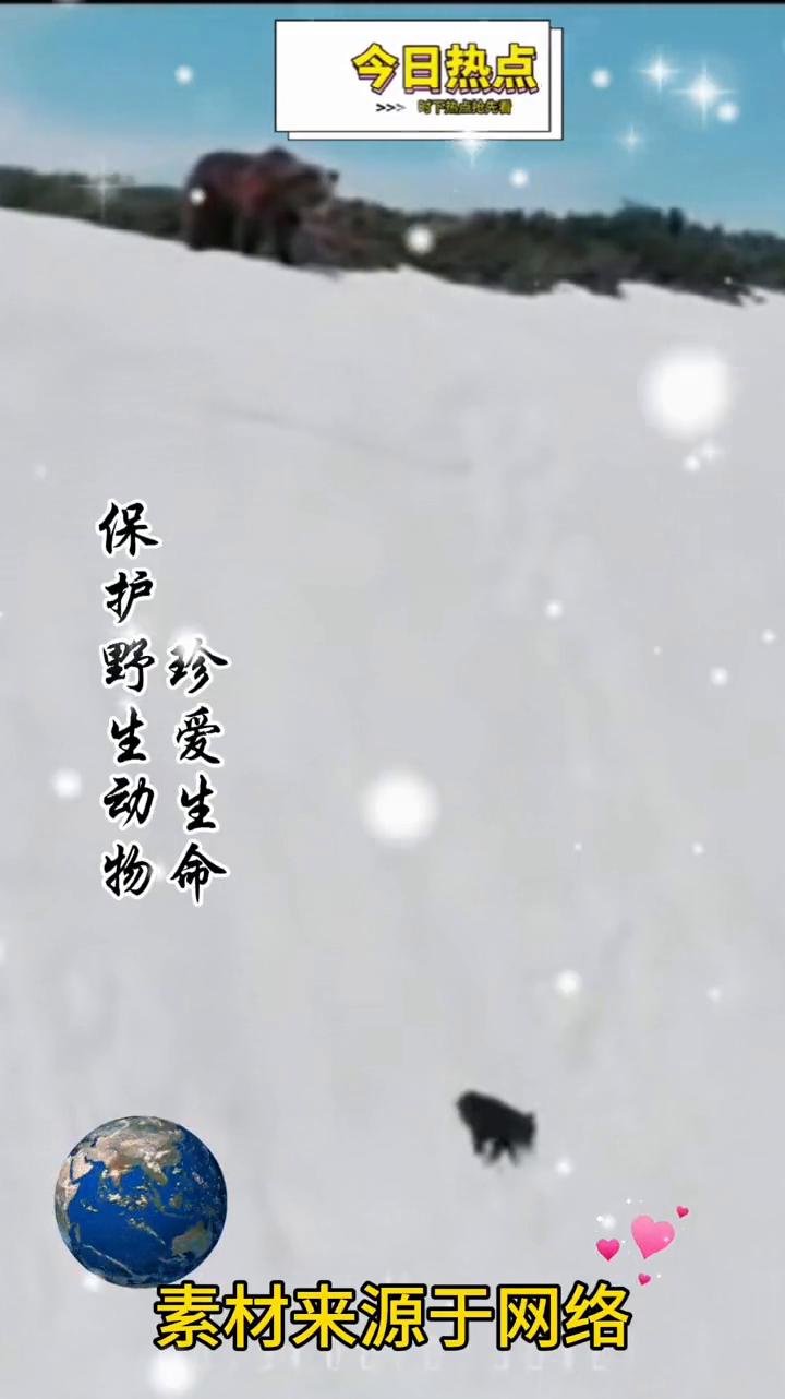 今日热点：保护野生动物，珍爱生命。
素材来源于网络。