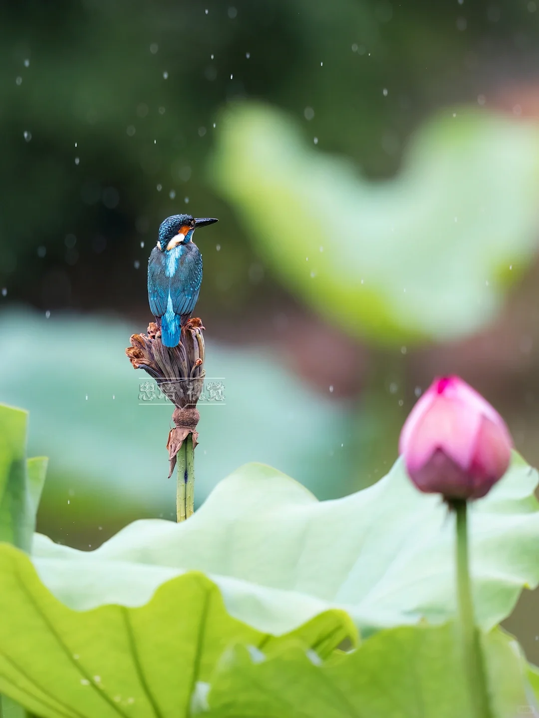 雨中独守荷塘