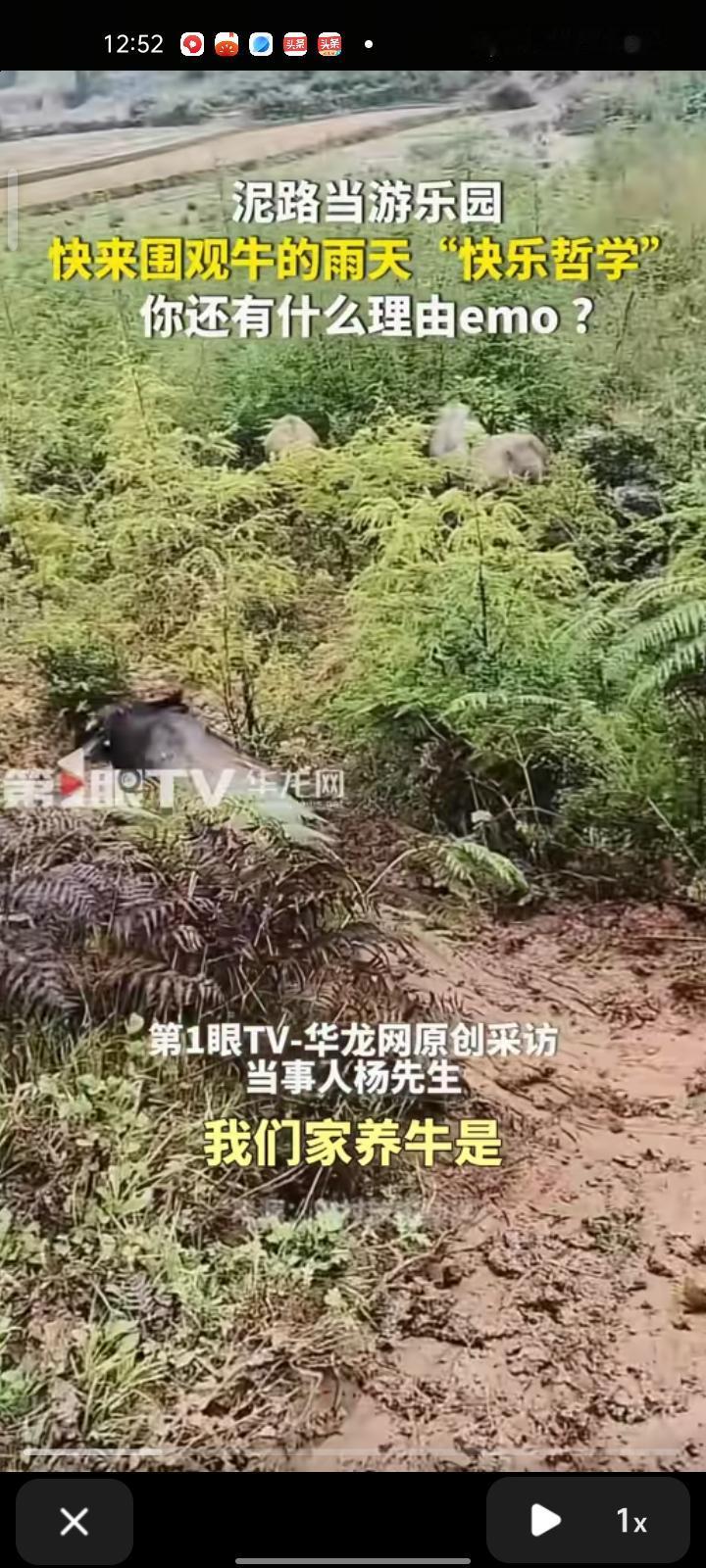 11月11日，曲靖市师宗县。网友晒视频称，牛牛把斜坡当成滑滑梯玩，觉得有趣就叫来