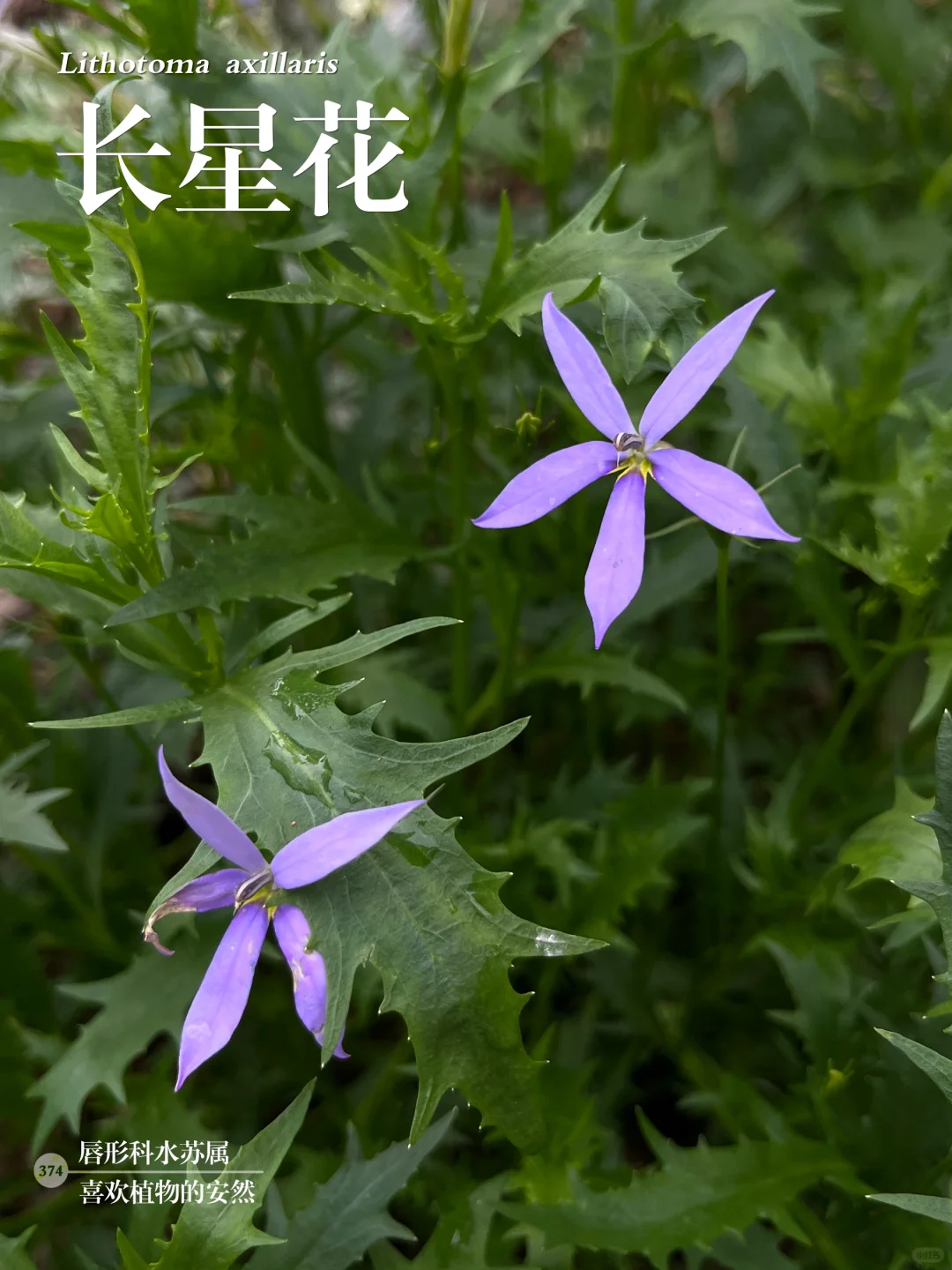 福州植物打标374｜清新素雅的狭长小星星