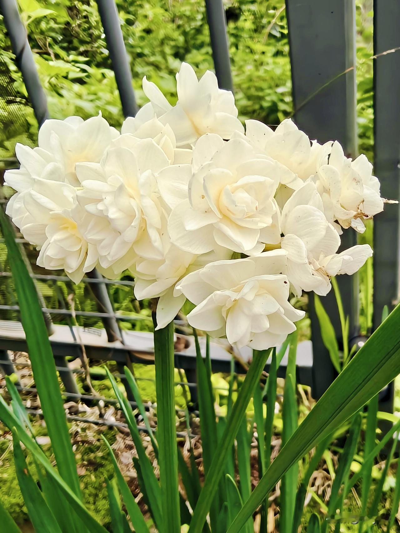 这是我家花园里种的重瓣多花水仙，是澳洲花园最普及的水仙，每年冬天(6月)必开，悉