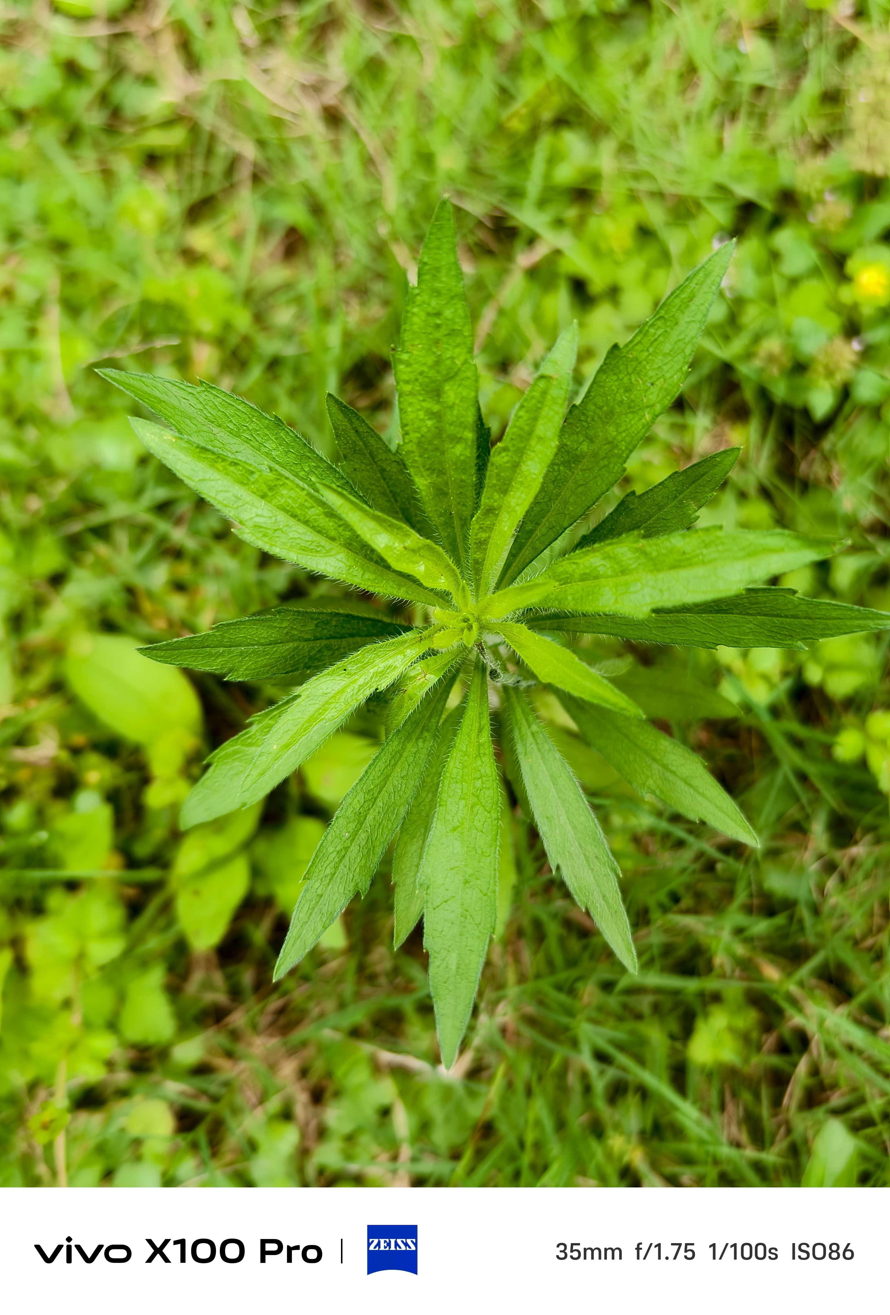 P1手机普通模式P2微距模式以前玩相机的时候还没用过微距，手机有了微距之后，看到