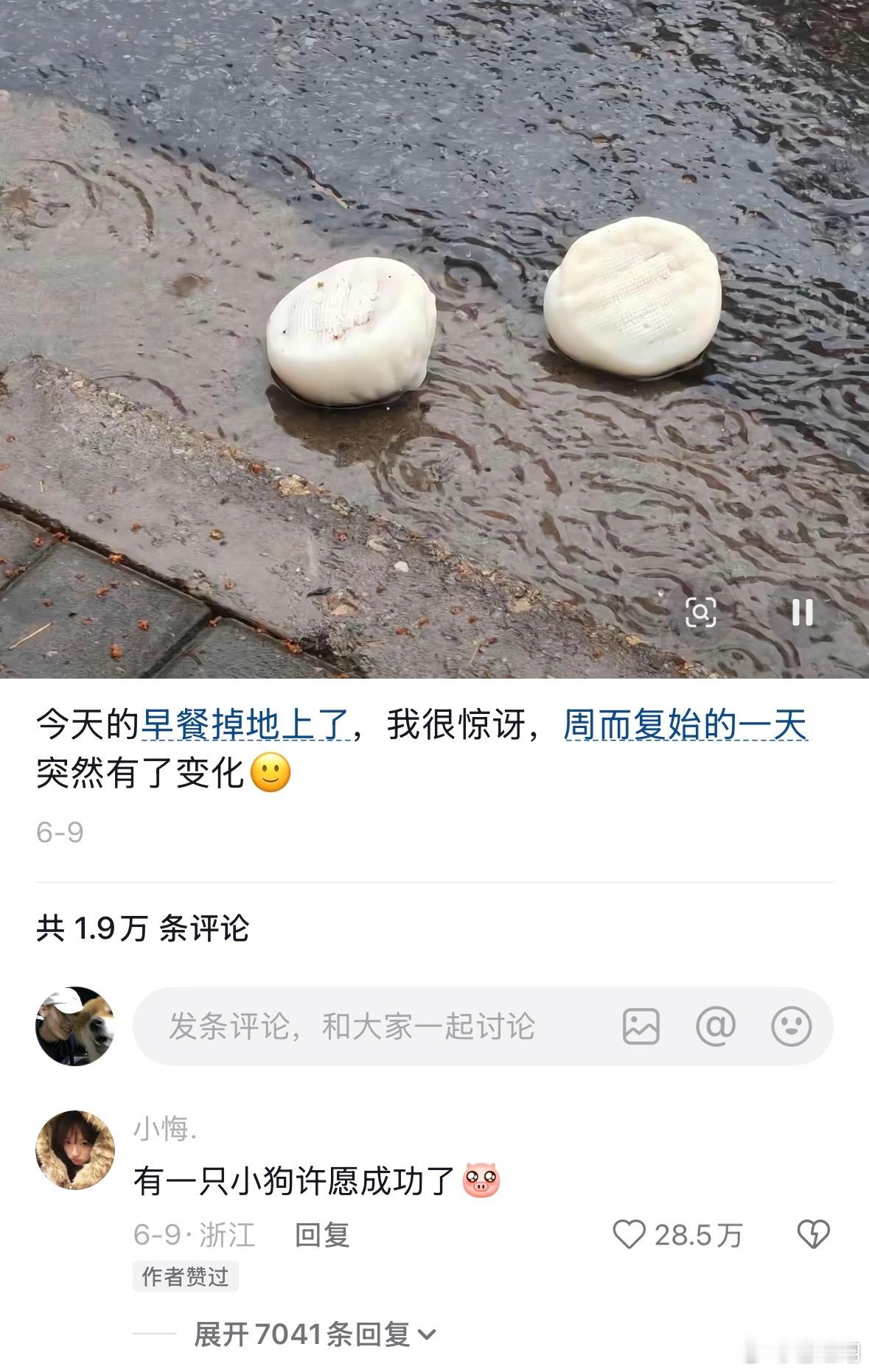 有一只小狗许愿成功了。 