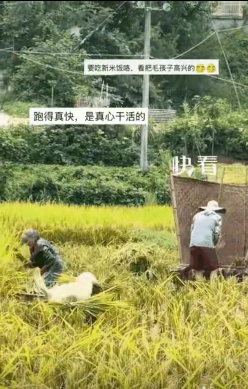 谁能想到，
四川稻田里干活的小狗，
直接被新华社转发火出圈了。田里夫妻俩忙着收割