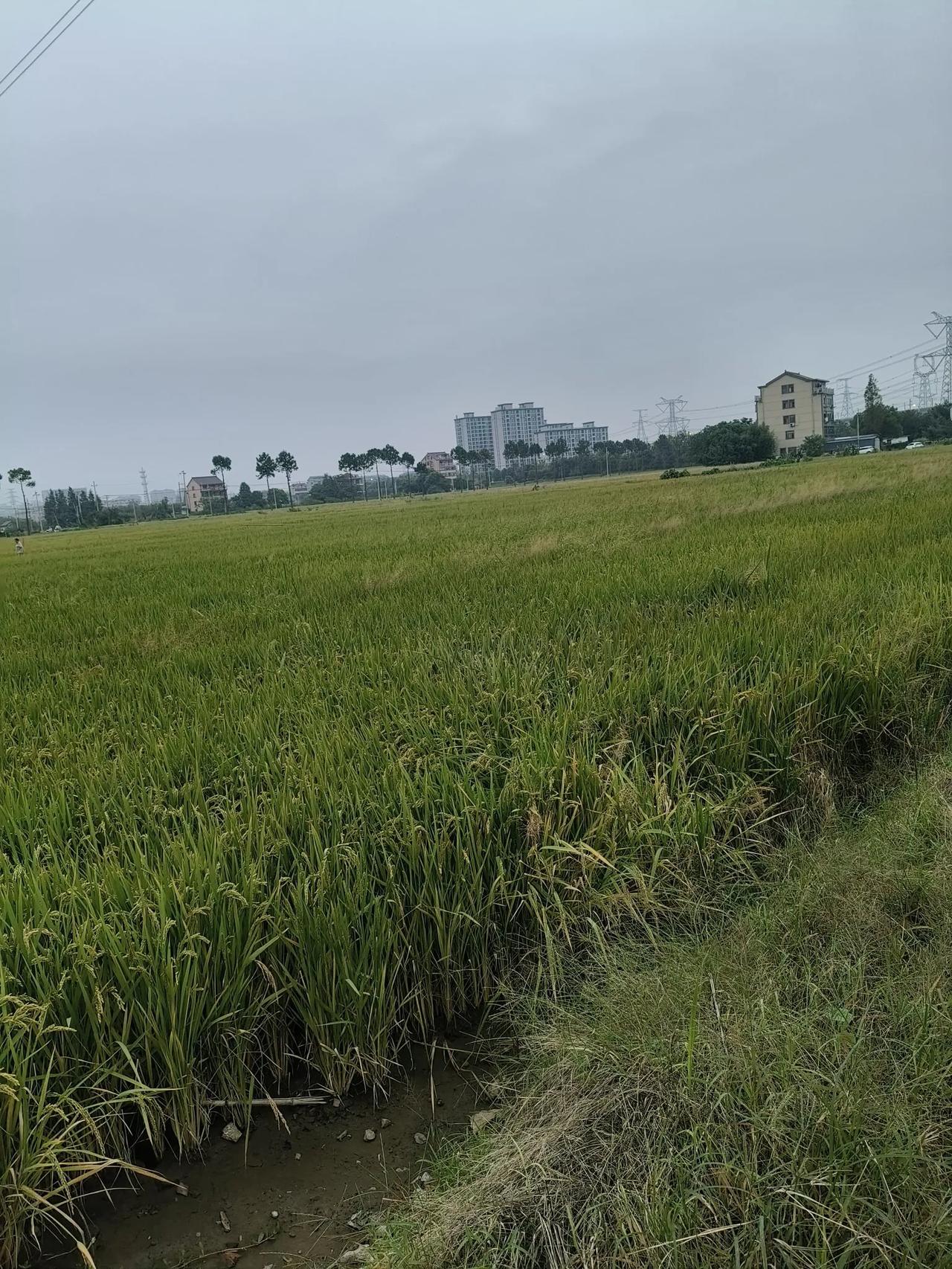 亲自拍的