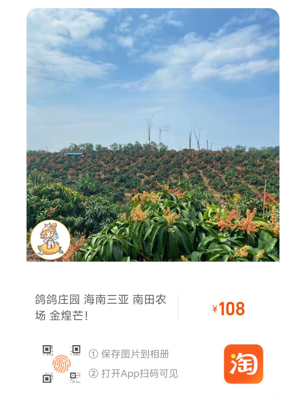 今晚七点上架今年最后一批金煌芒4000箱（每箱8斤），预计25号后开始摘果发货，