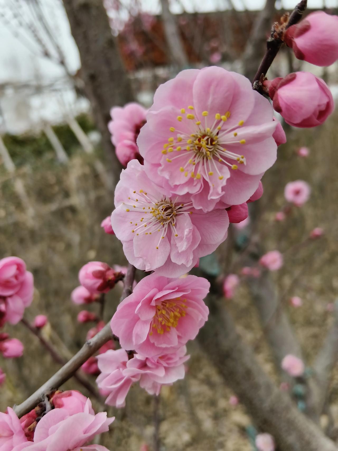 今年春天最想实现的心愿昨天路过安宁滨河东路污水处理厂的星光公园，这里的重瓣榆叶梅