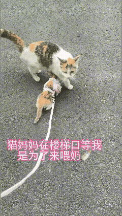 谁能扛得住流浪猫妈这份藏在隐忍里的母爱，看完直接眼眶发酸。很多人只看见它守在门口
