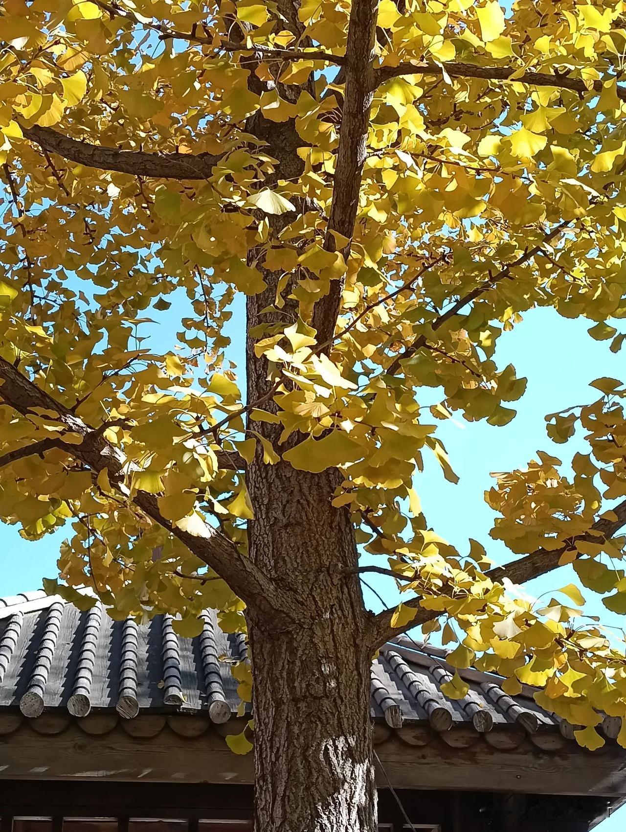 路边的银杏树