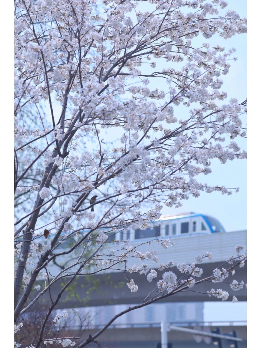 武汉被问爆的9个春日机位！发朋友圈赢麻了