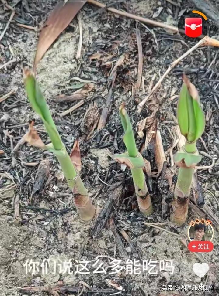 都说芦蒿满地芦芽短，正是河豚欲上时。我的春天第一口鲜就是从芦芽开始。
今天天气晴