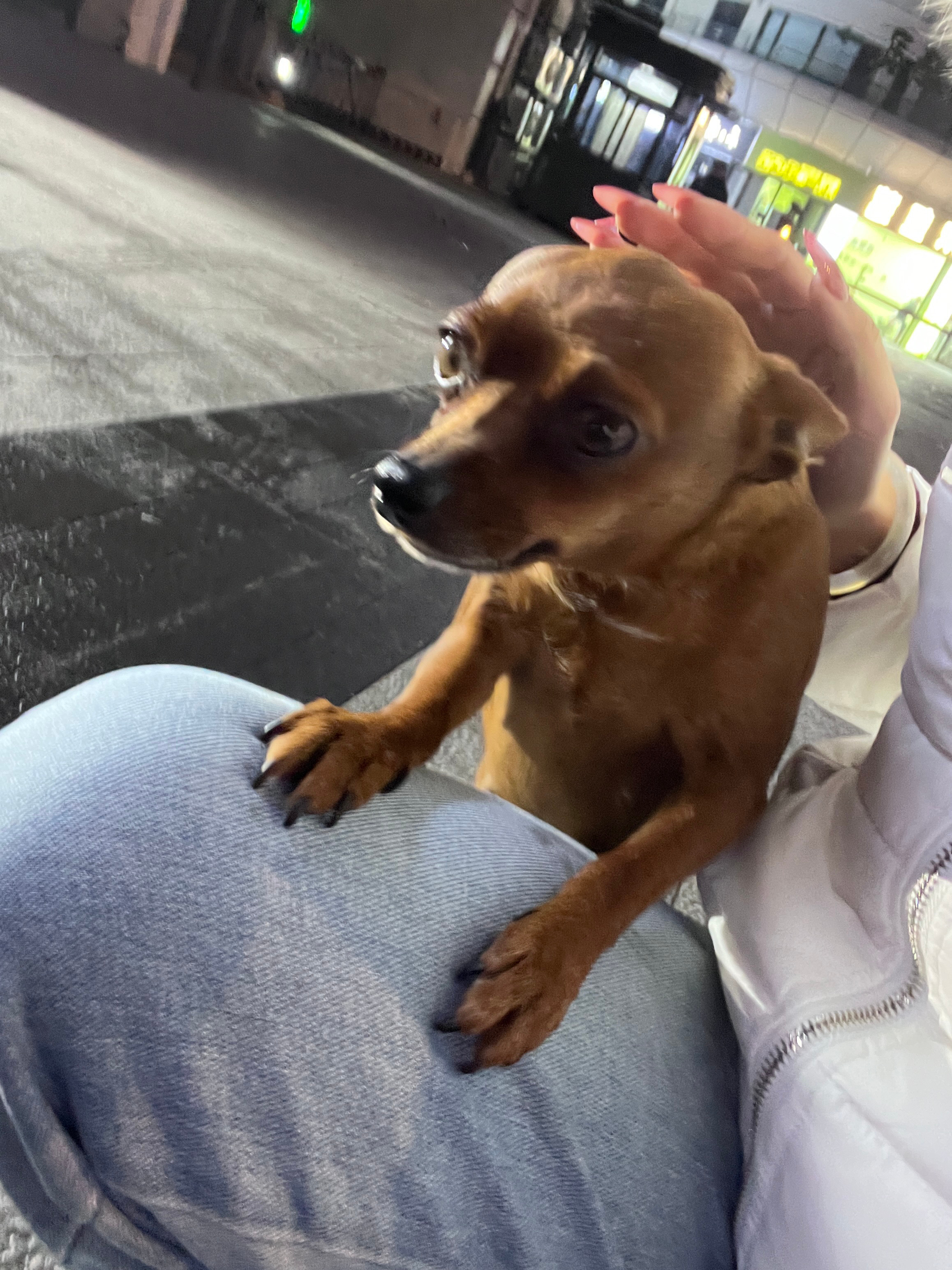 这只小狗的手脚不干净🤔 