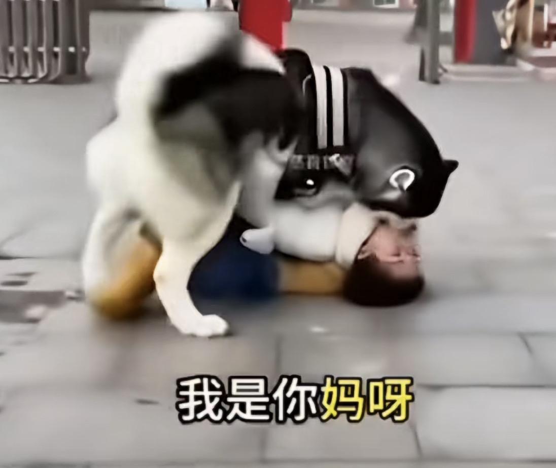 想撸猫了，能分享你家猫咪的照片吗养猫狗会得痛风内风湿