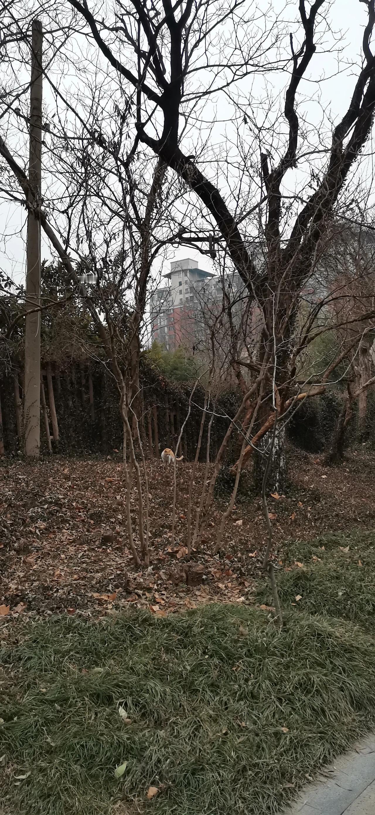公园美丽景随拍