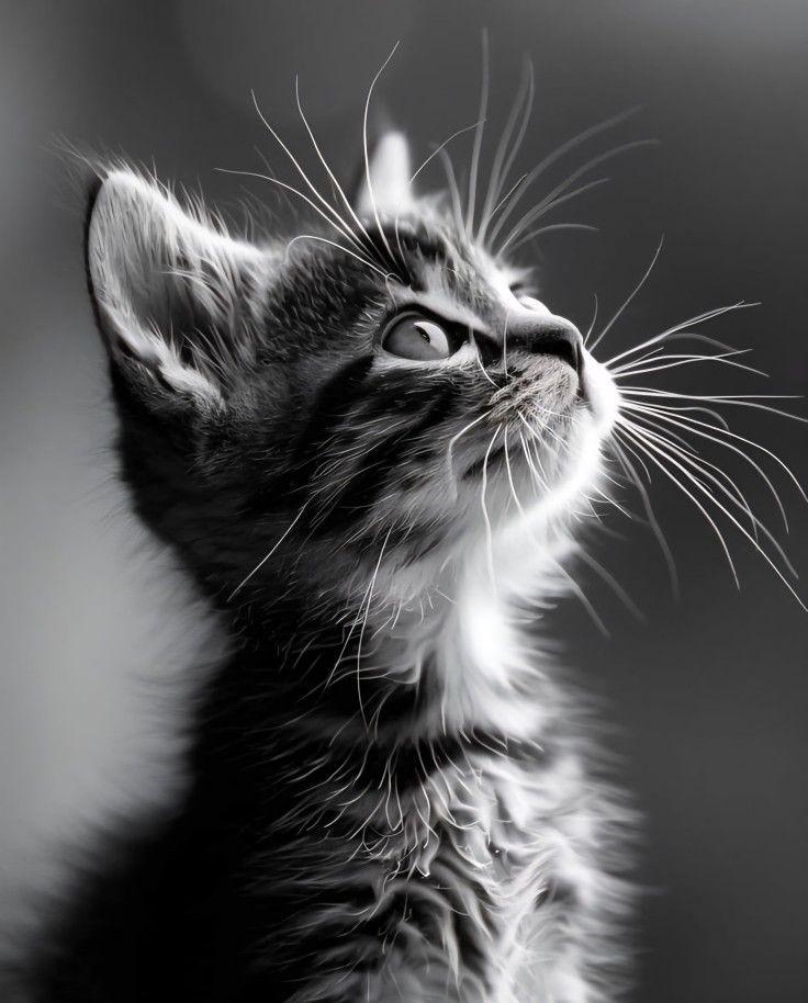 在你赞扬别人的时候，你应当按照他们的方式而不能按照我们的方式赞扬，以免他们有理由