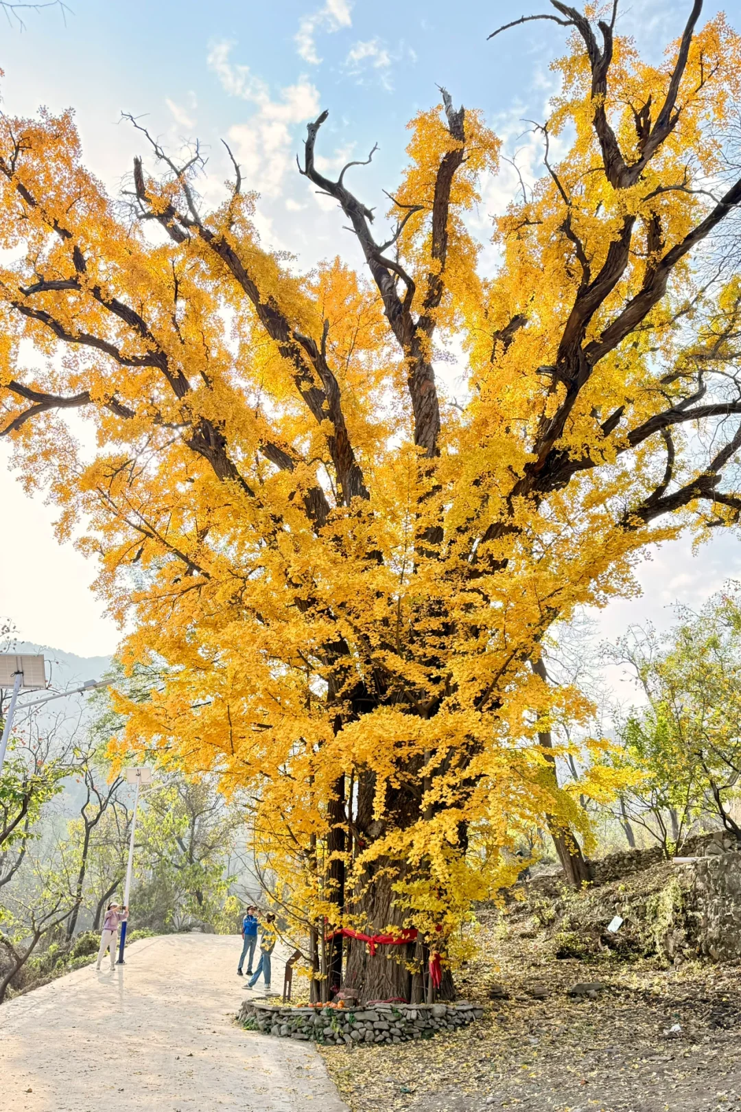 10.30实况🍂北京蕞值得期待千年银杏登场！