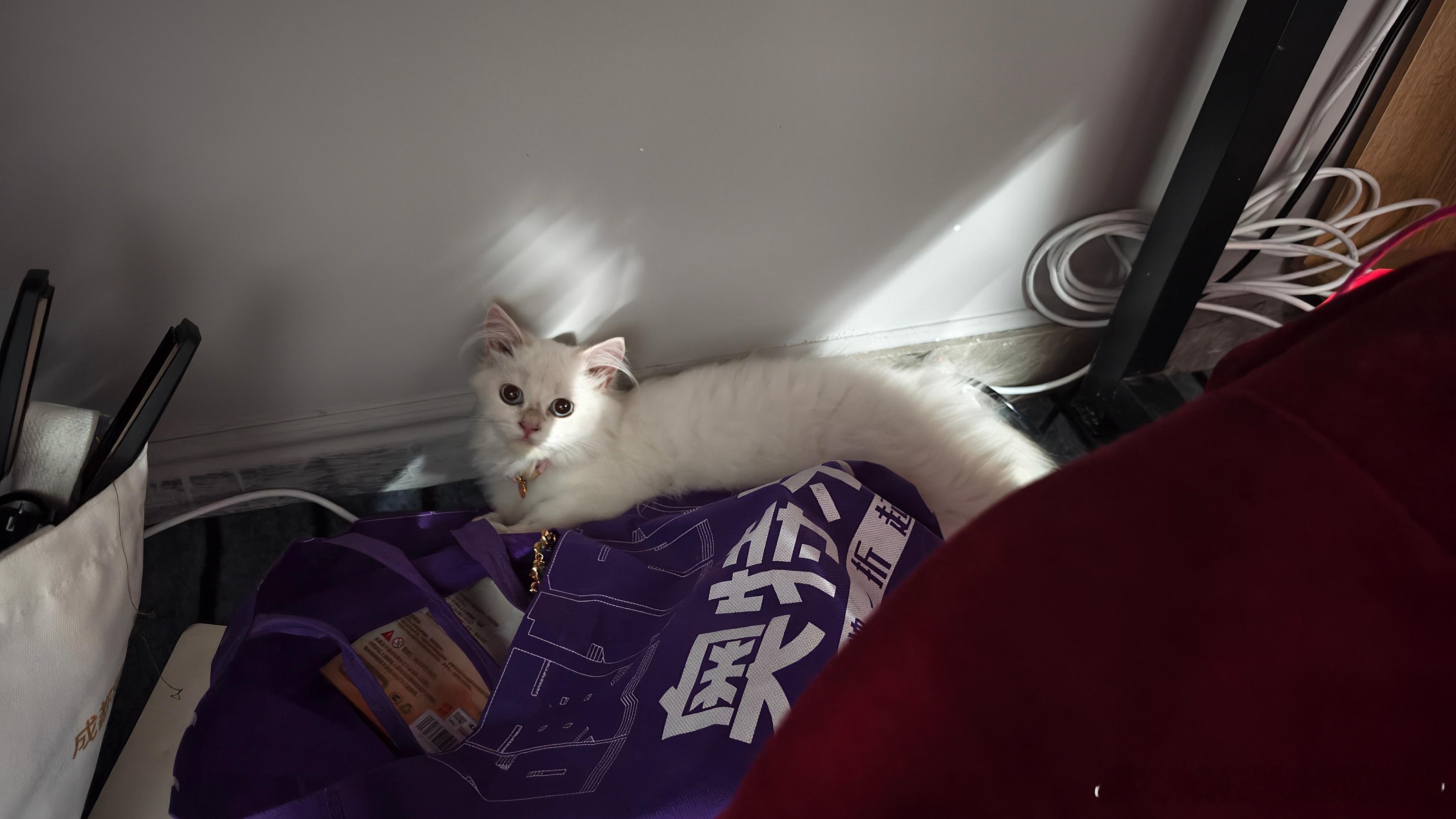 我画画的时候她就这样趴在桌子下面……好萌…… ​​​