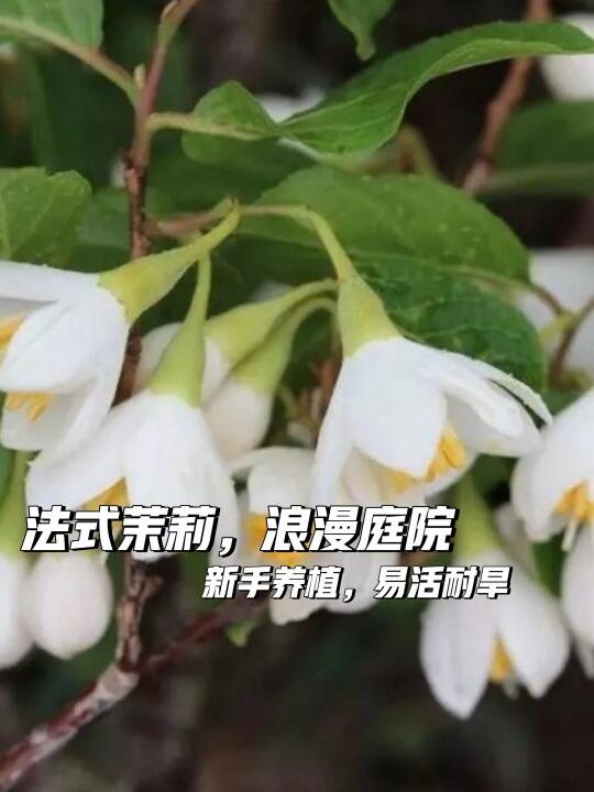 🌿庭院必备！高级小众茉莉树🌳