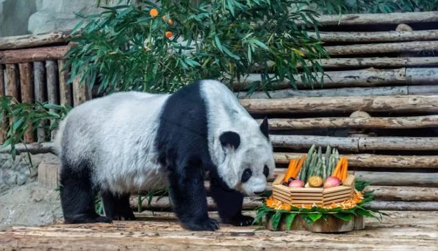 中国驻清迈总领馆确认“旅泰大熊猫林惠去世”，中泰专家将联合调查死因。
旅泰大熊猫