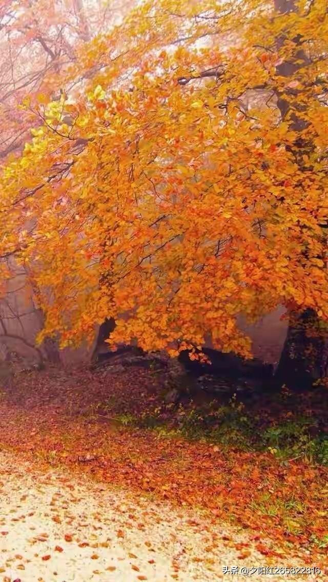 小雪节气到了，很多南方地区还带着秋天的暖和天温，特别舒适。古籍说“小雪气寒而将雪